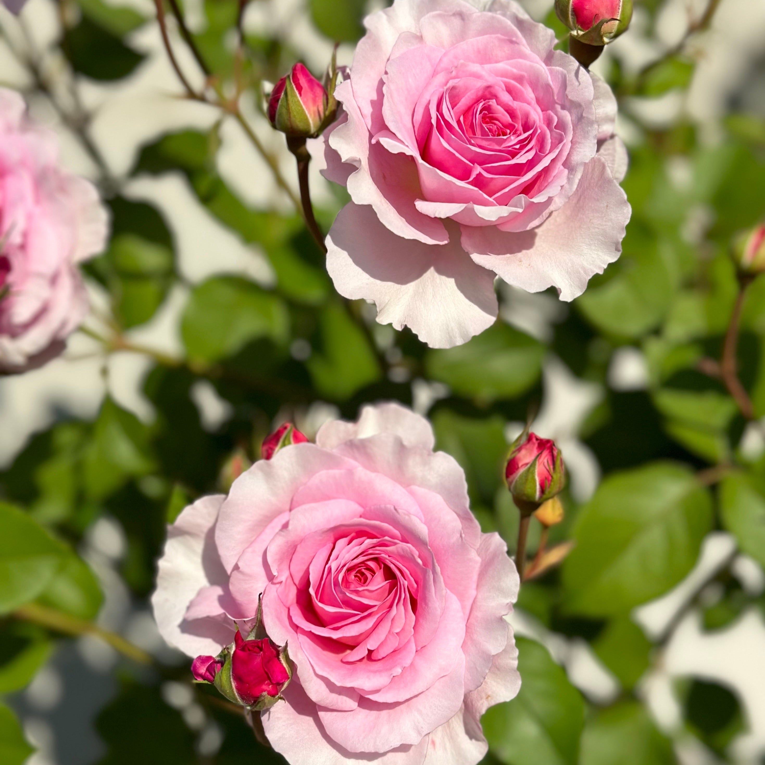 David Austin® James Galway® Potted Climbing Rose