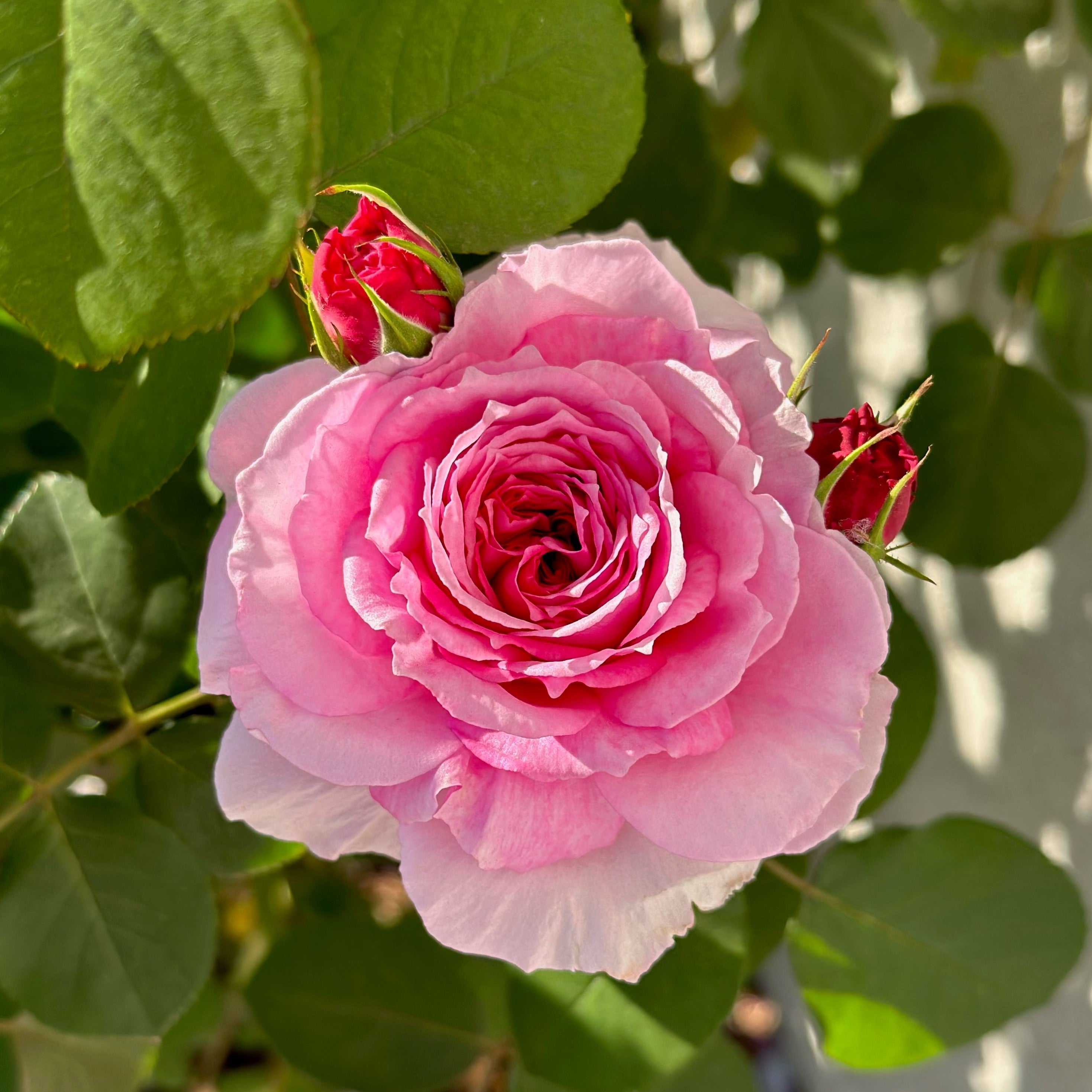 David Austin® James Galway® Potted Climbing Rose