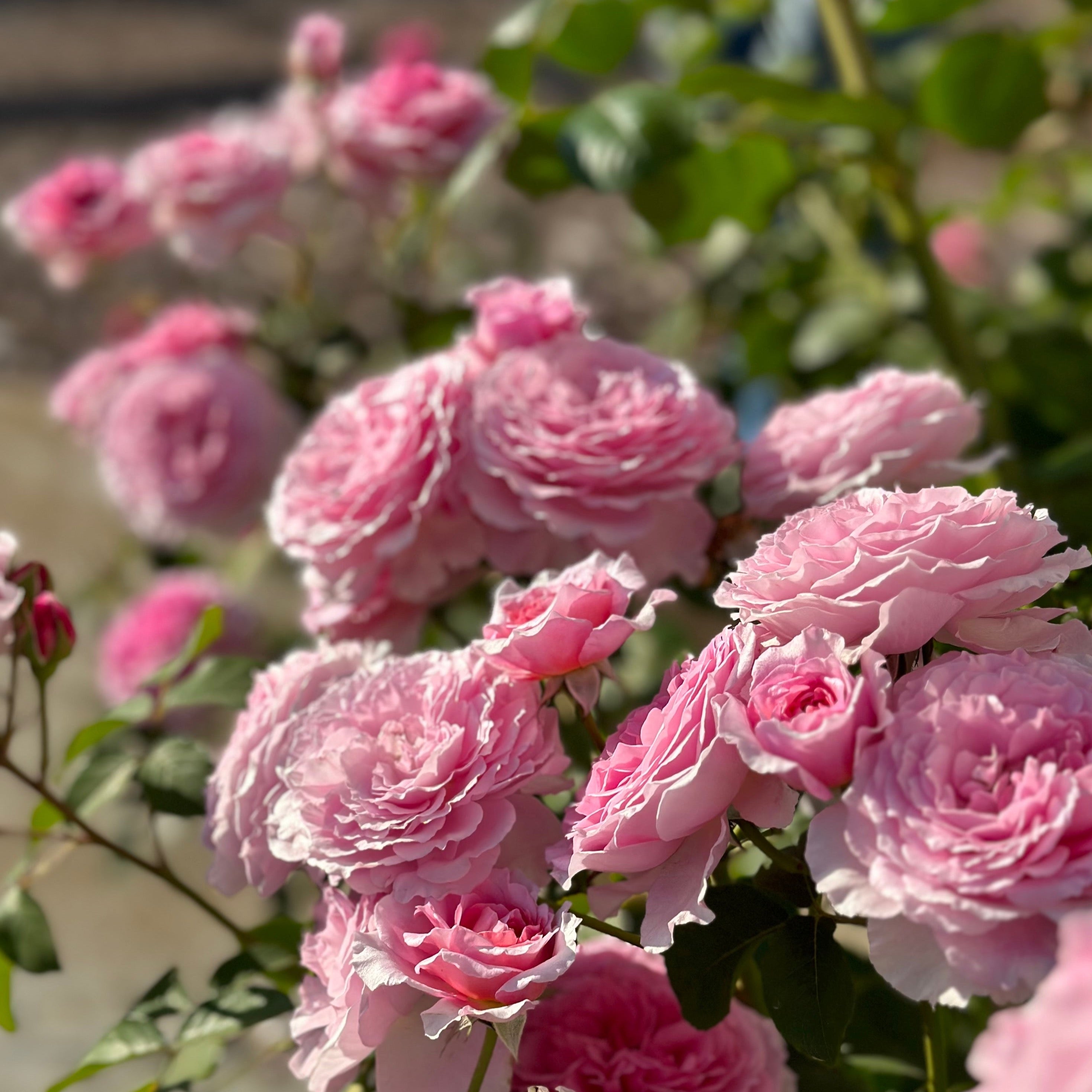 David Austin® James Galway® Potted Climbing Rose