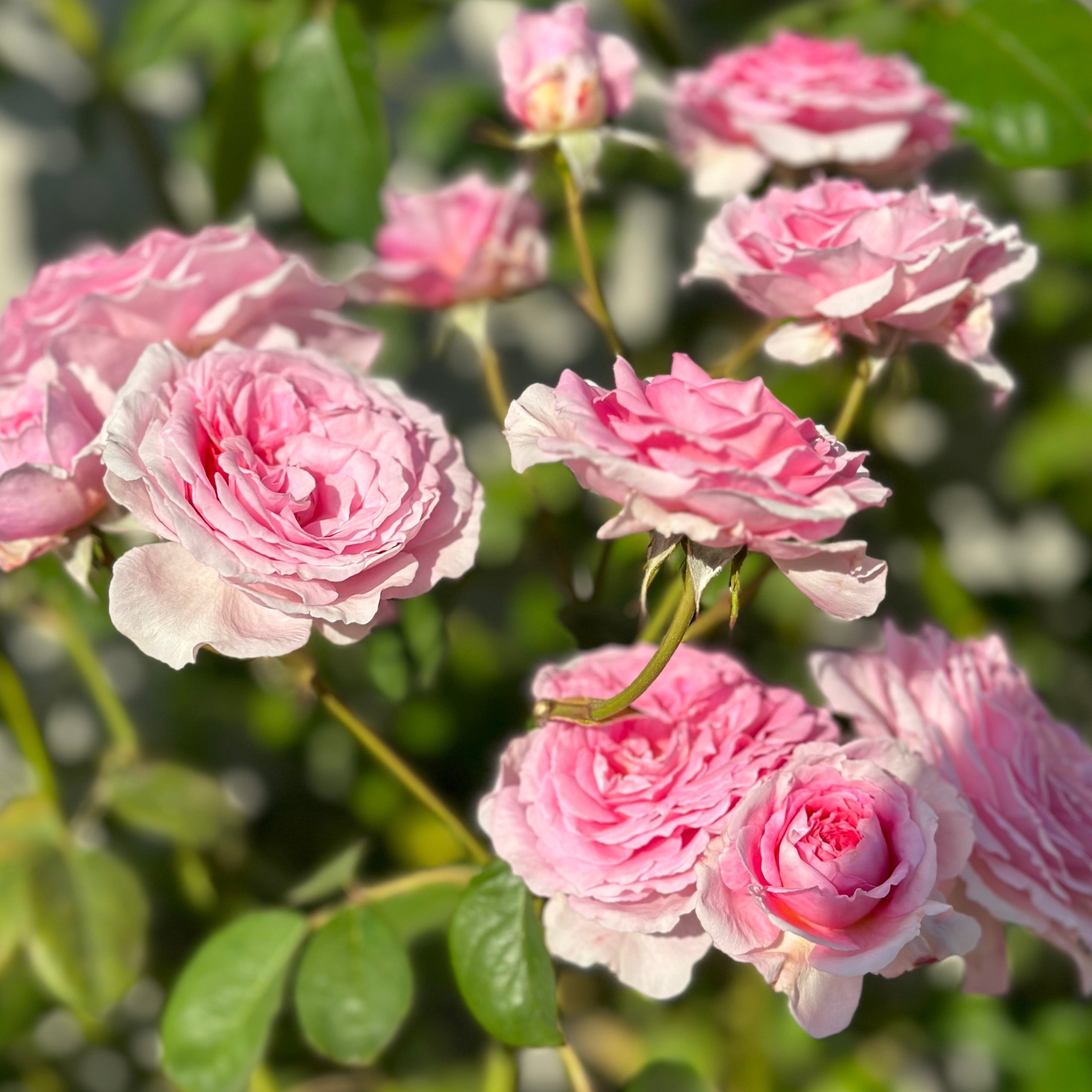 David Austin® James Galway® Potted Climbing Rose
