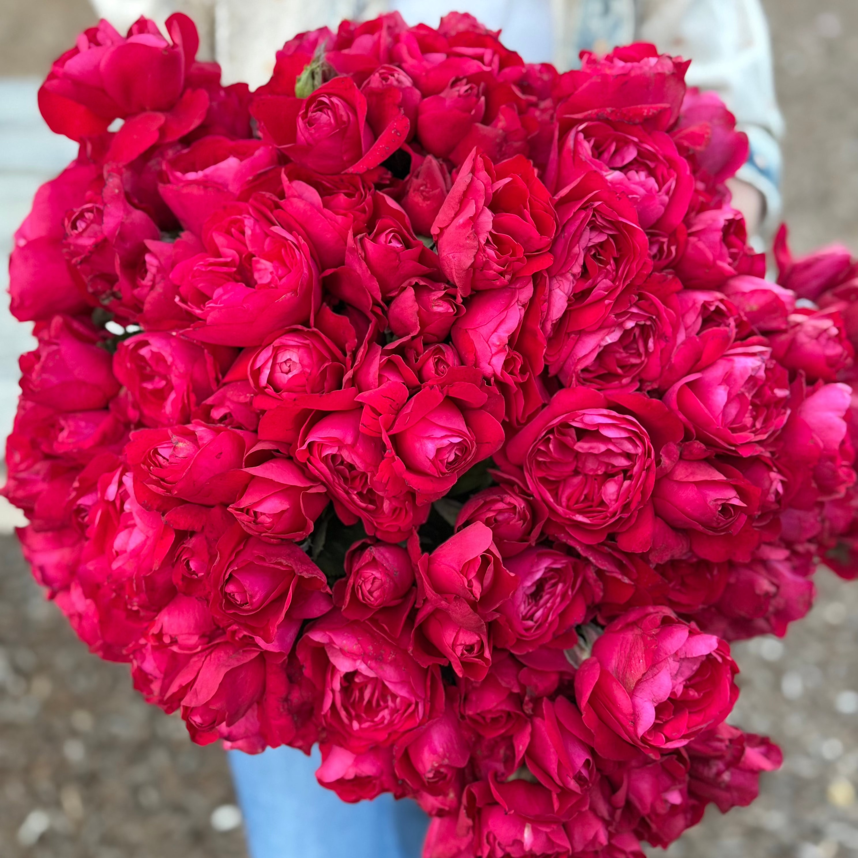 In Love Again™ Potted Tree Rose