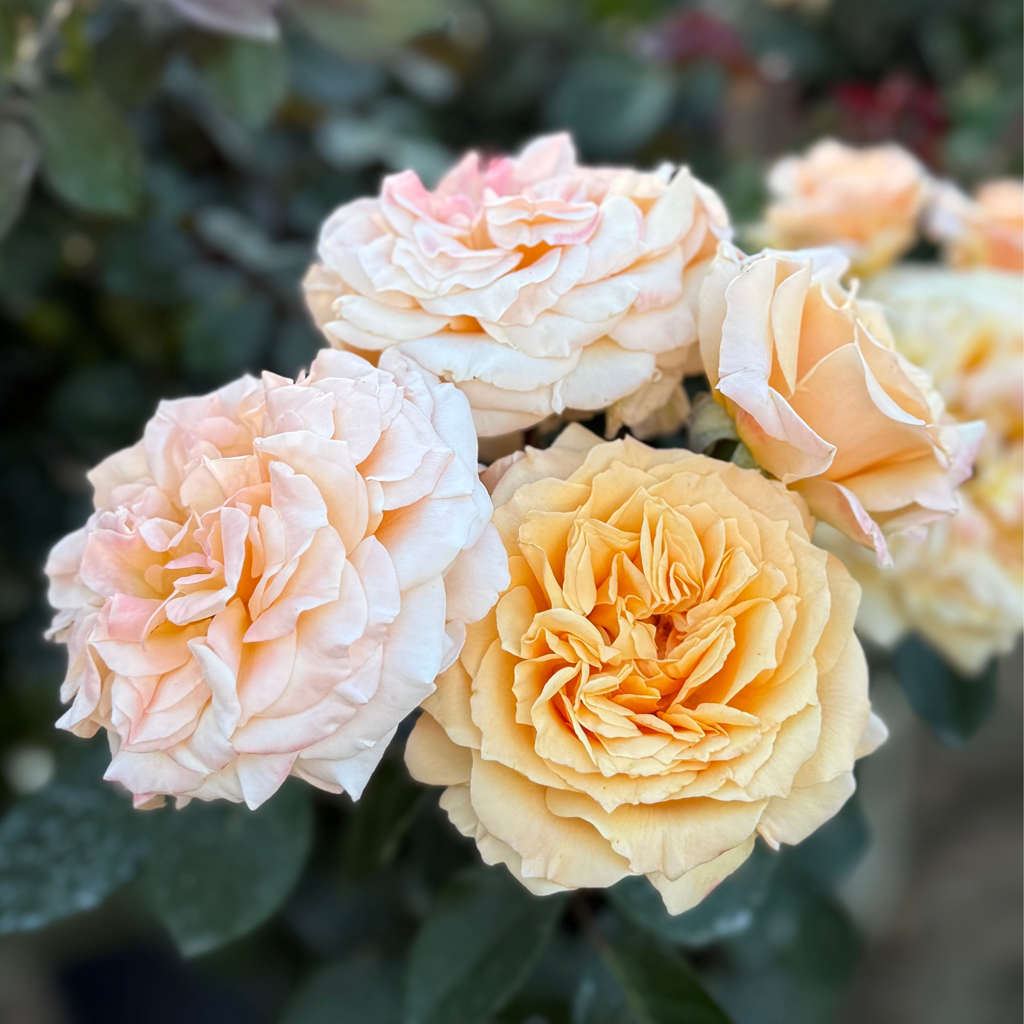 Morning Glow™ Potted Rose Bush