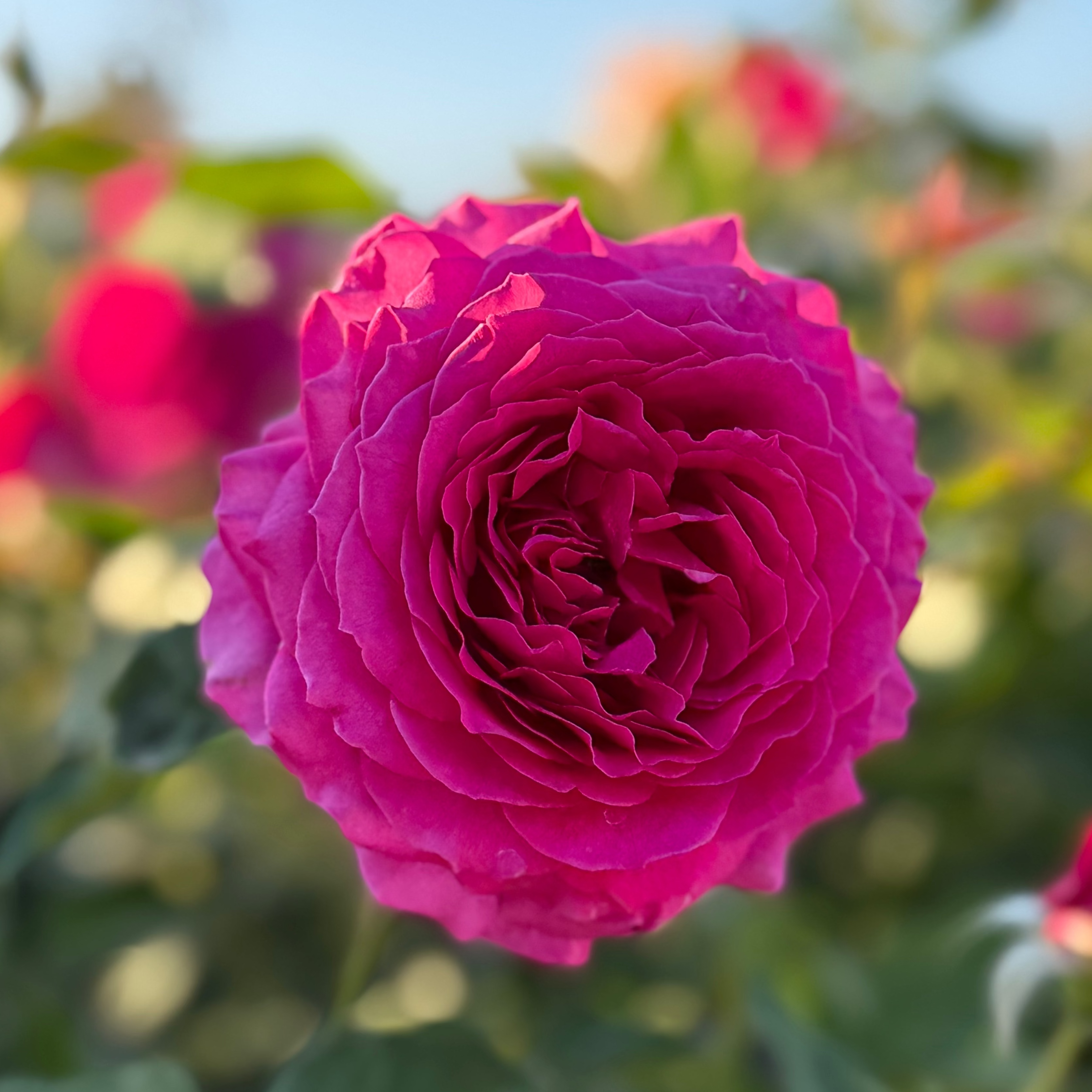 Light Years Away Potted Rose Bush