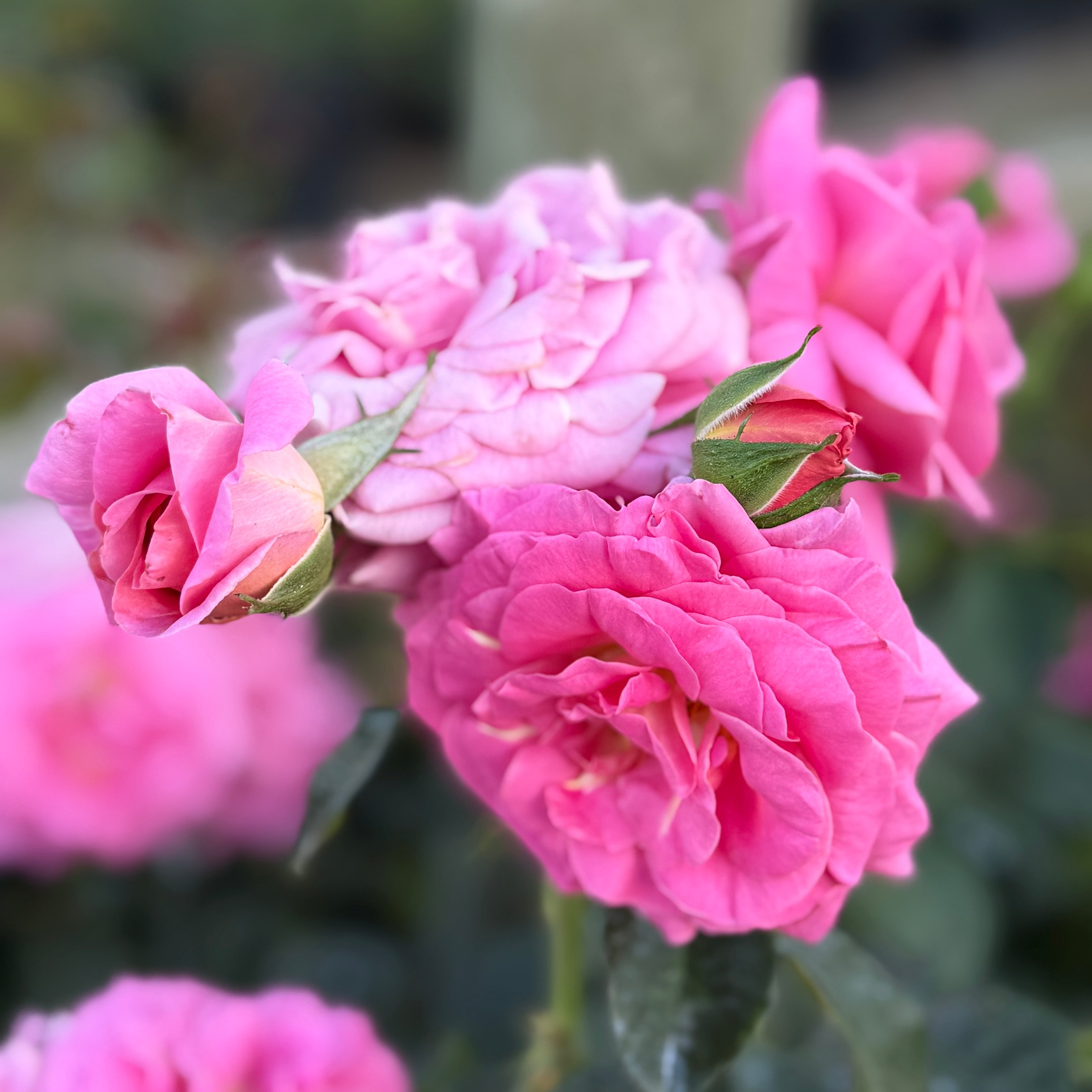 Time After Time™ Bare Root Rose Bush