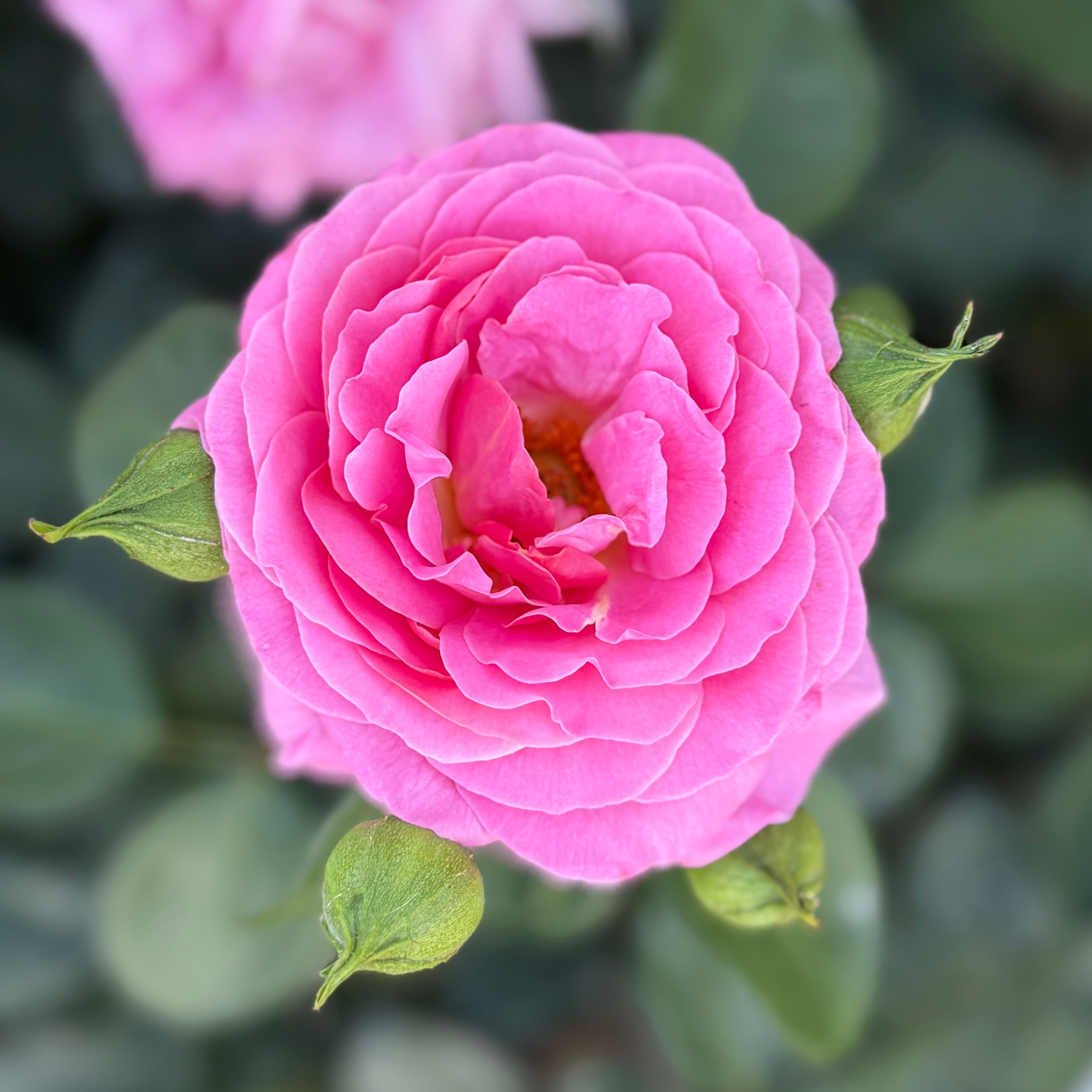 Time After Time™ Bare Root Rose Bush