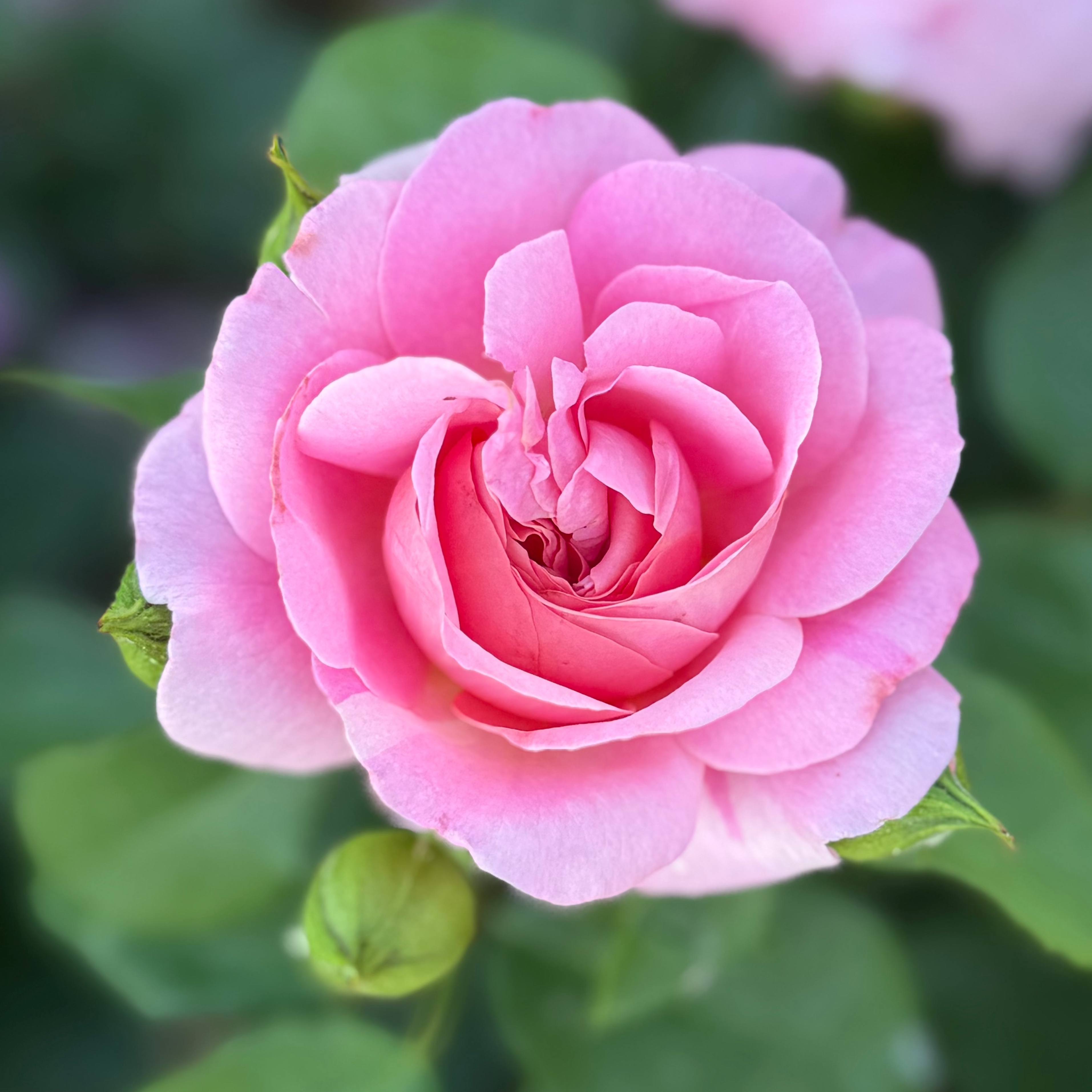 Time After Time™ Bare Root Rose Bush