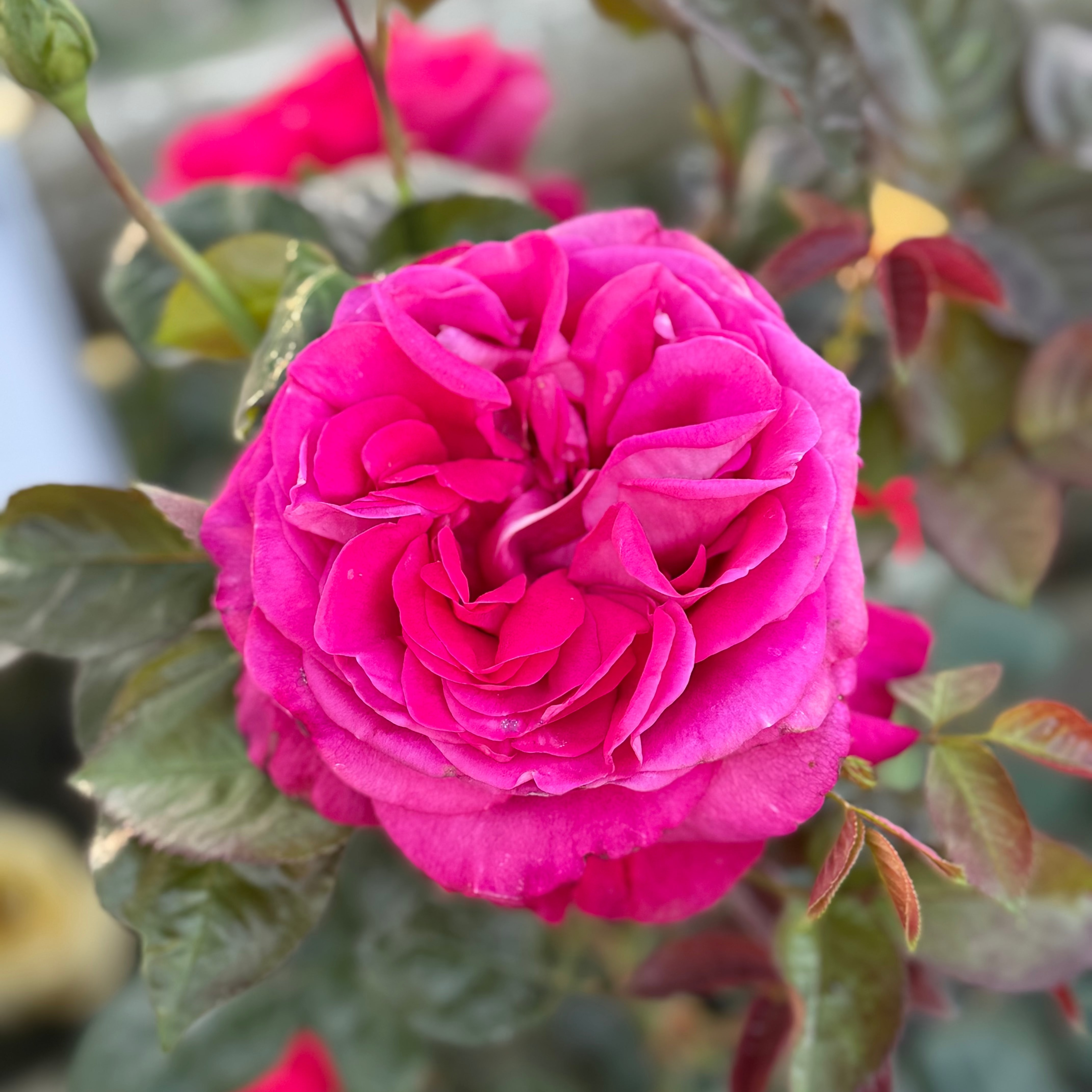 In Love Again™ Bare Root Rose Bush