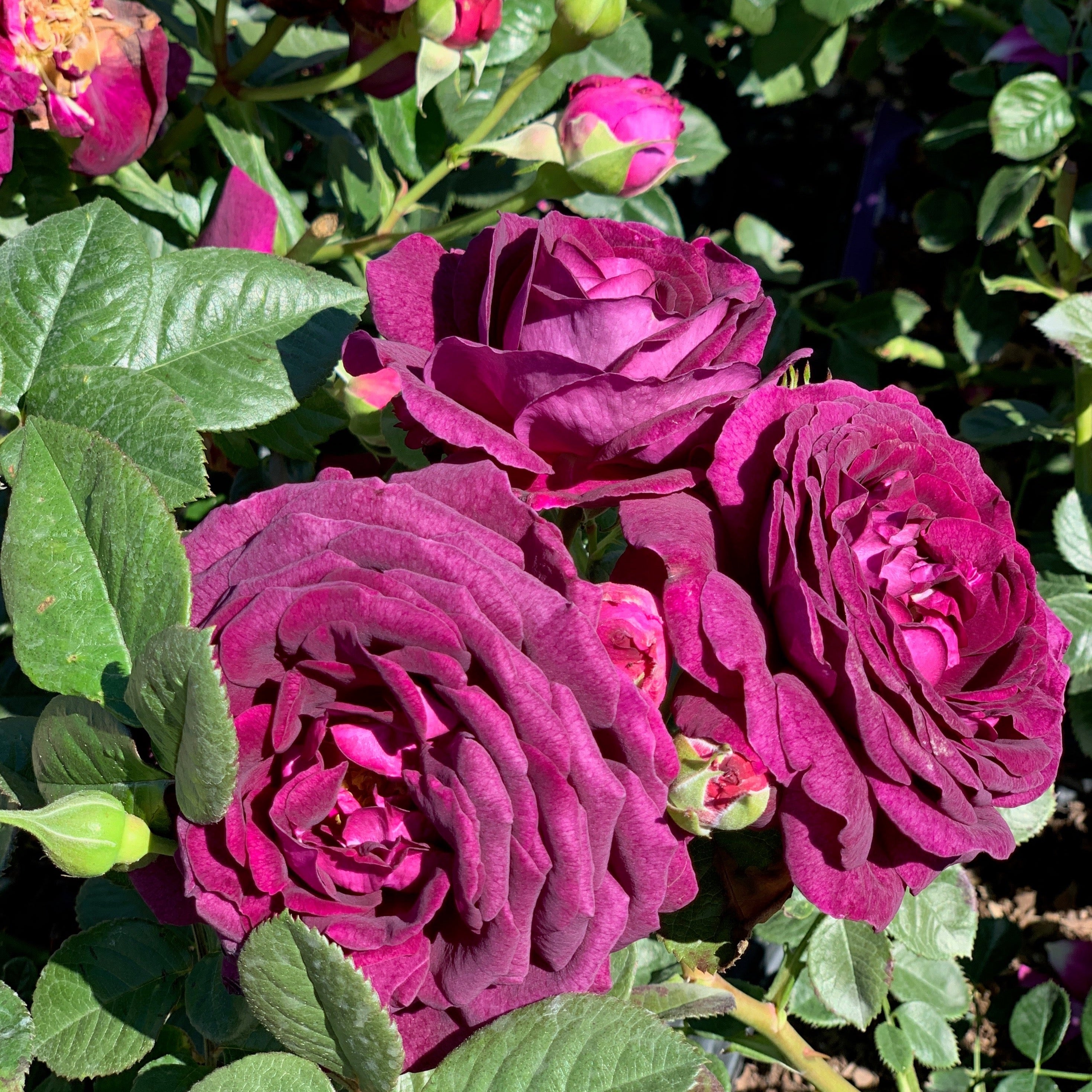 Ebb Tide™ Potted Tree Rose