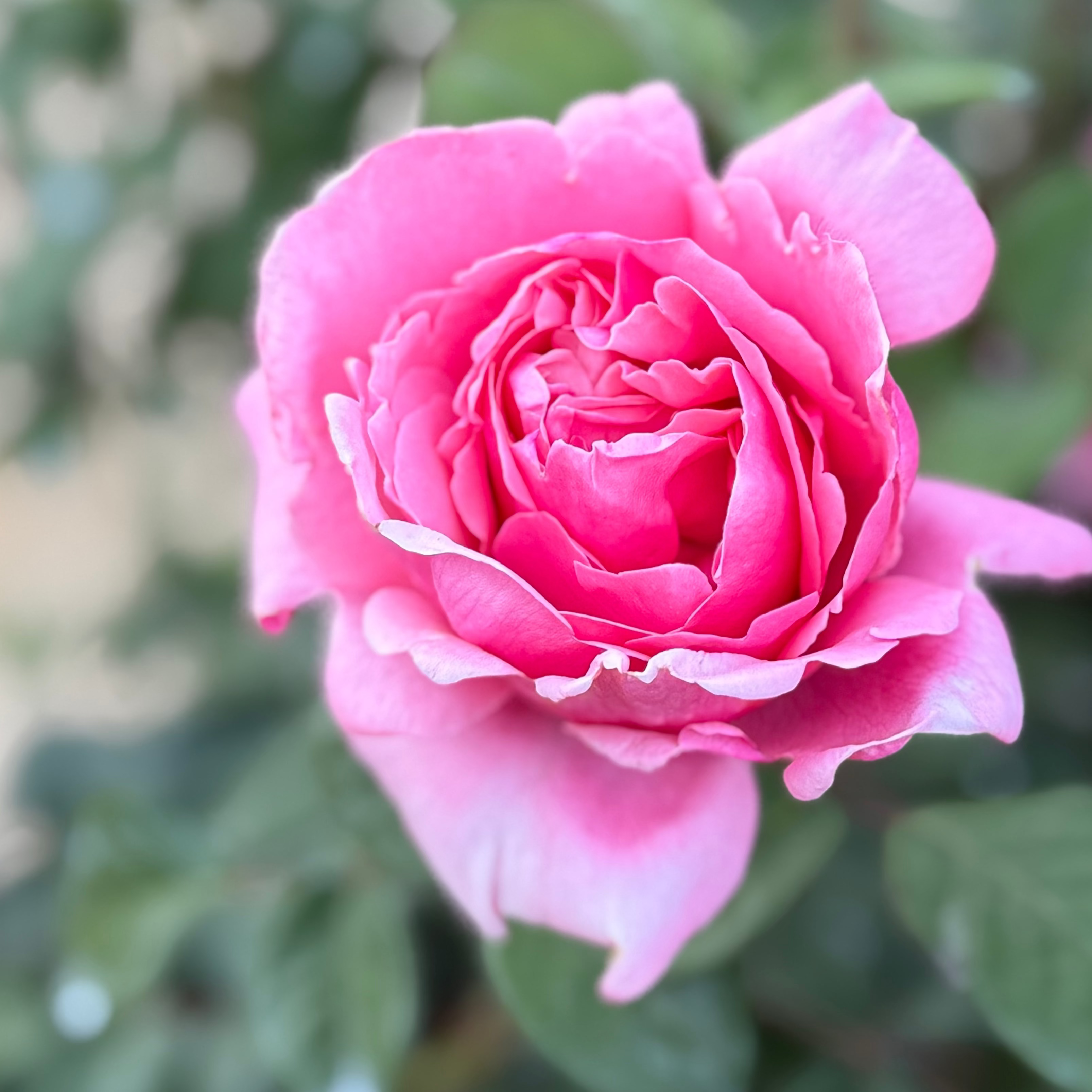 Dee-Lish® Bare Root Rose Bush