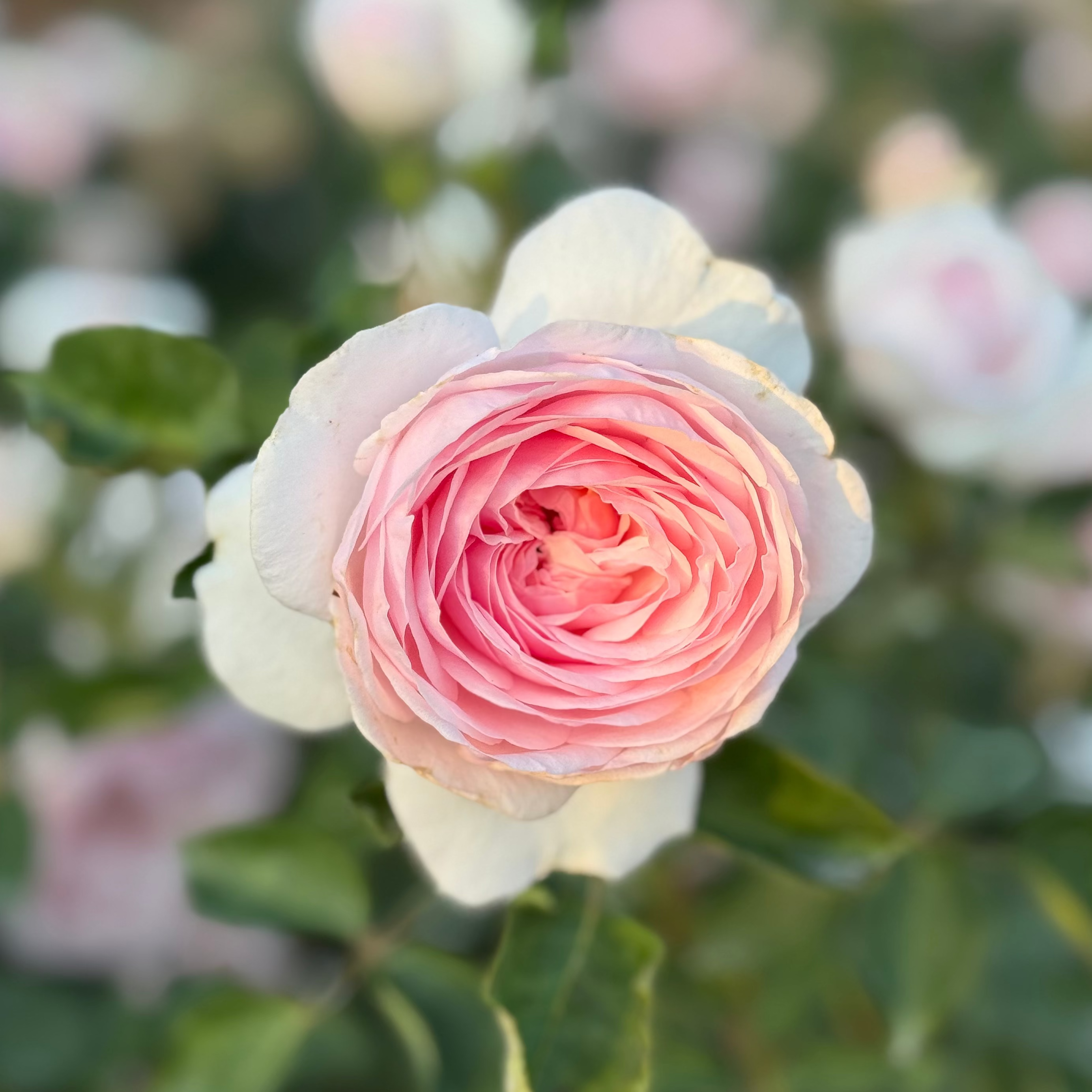 David Austin® Olivia Rose Austin™ Potted Tree Rose