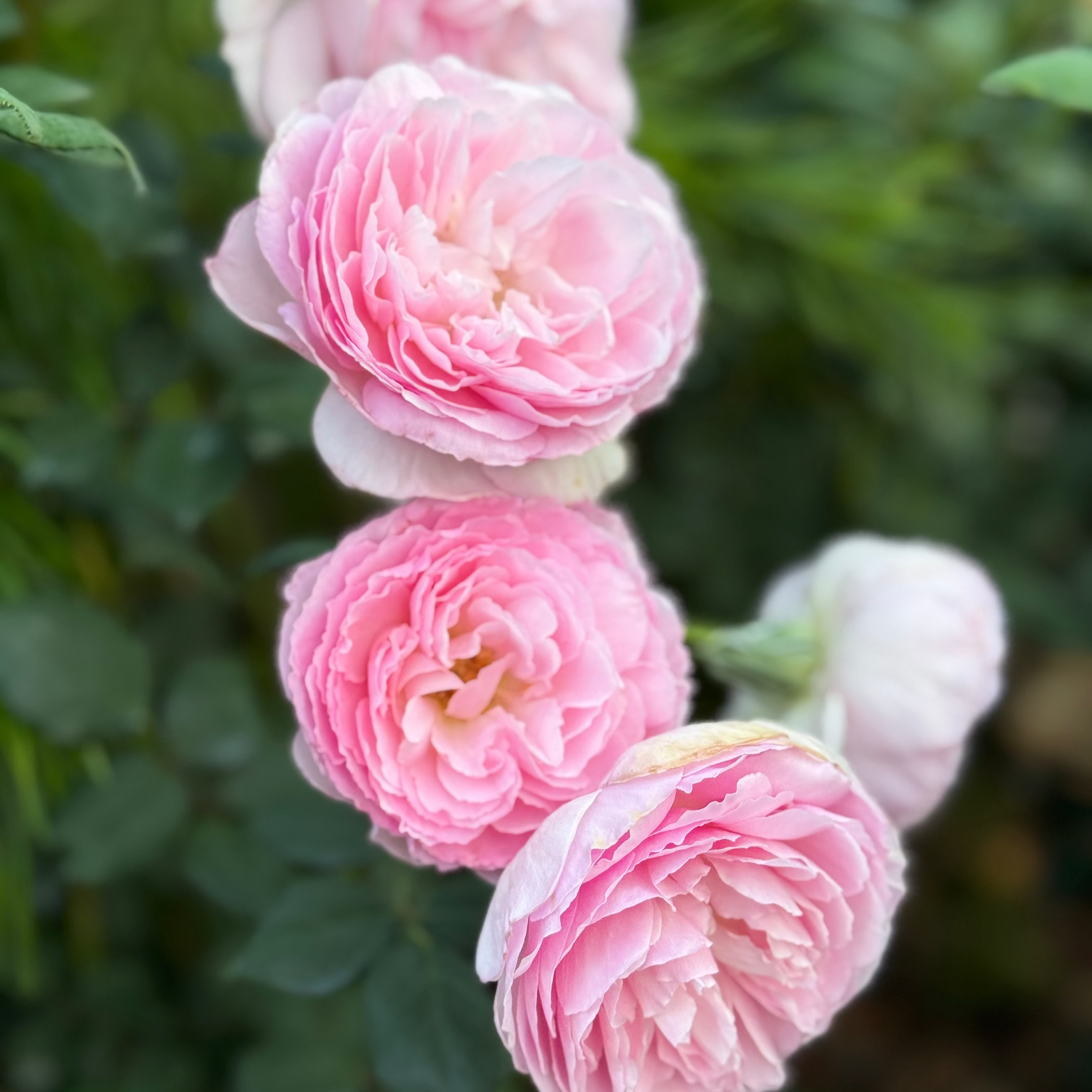 David Austin® The Ancient Mariner® Potted Rose Bush
