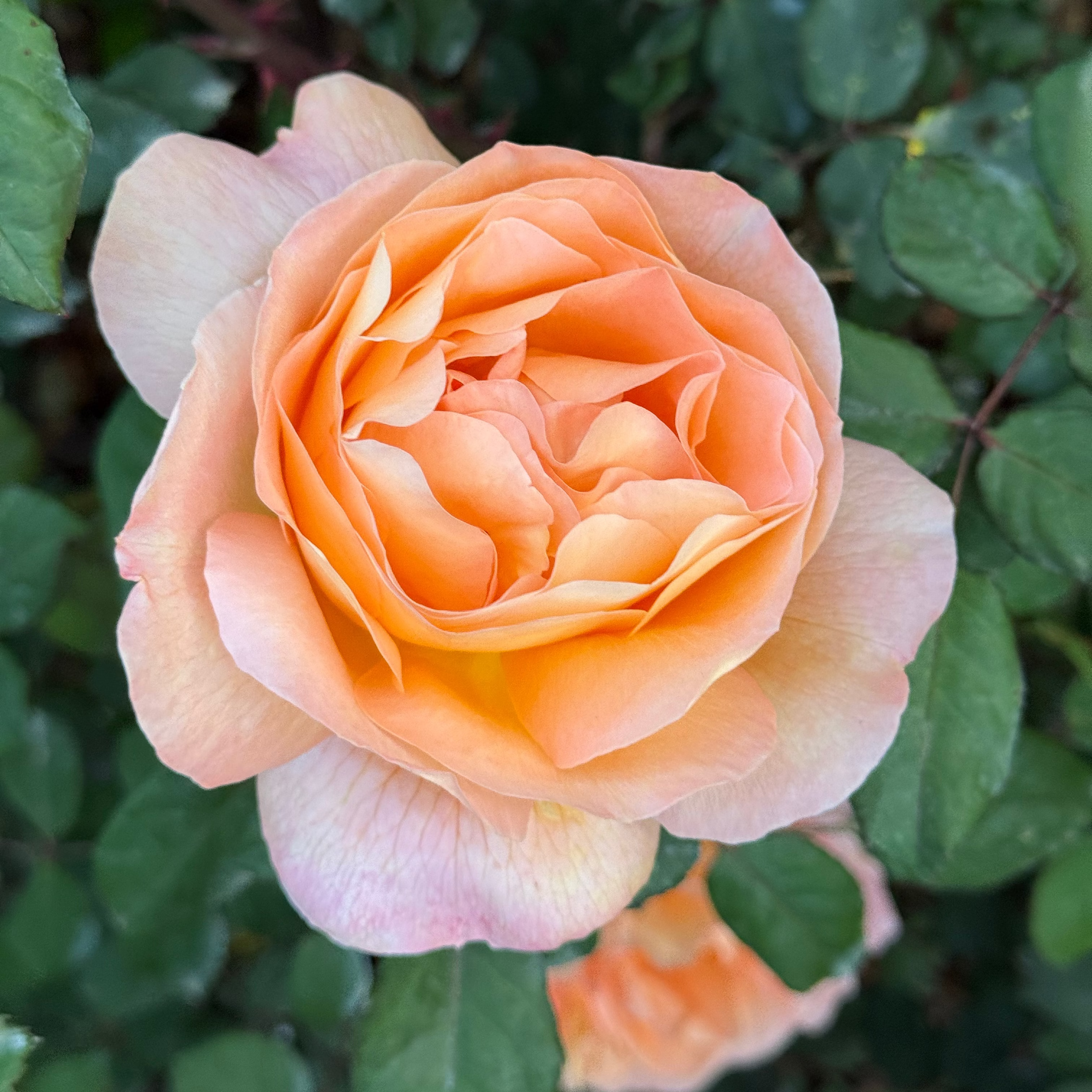 Close-up of a peach-colored rose with green leaves in the background