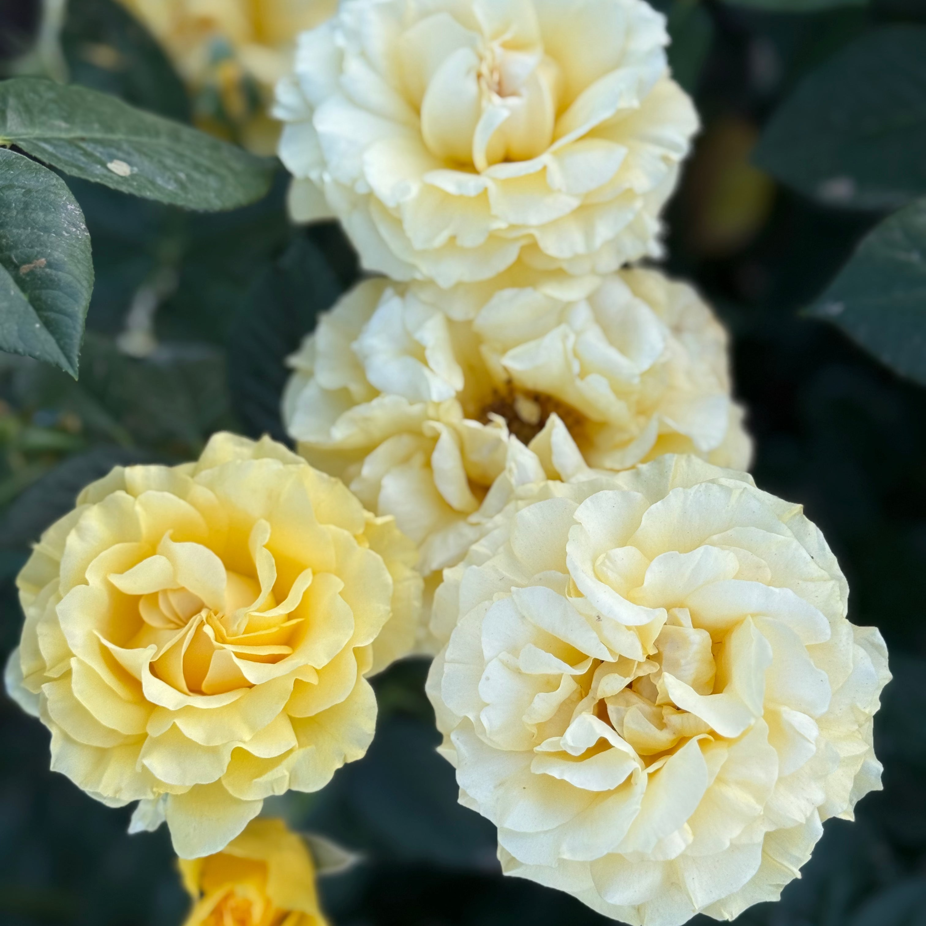 Doris Day Potted Tree Rose