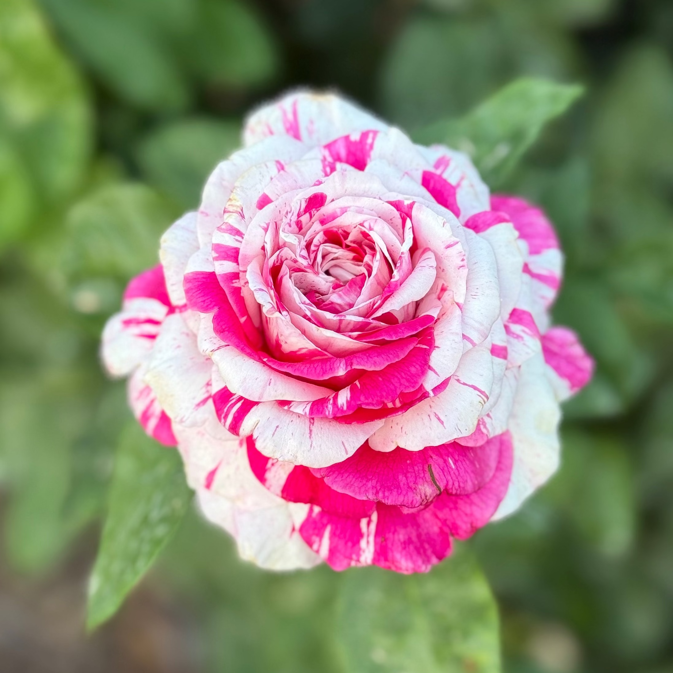 Neil Diamond Potted Rose Bush