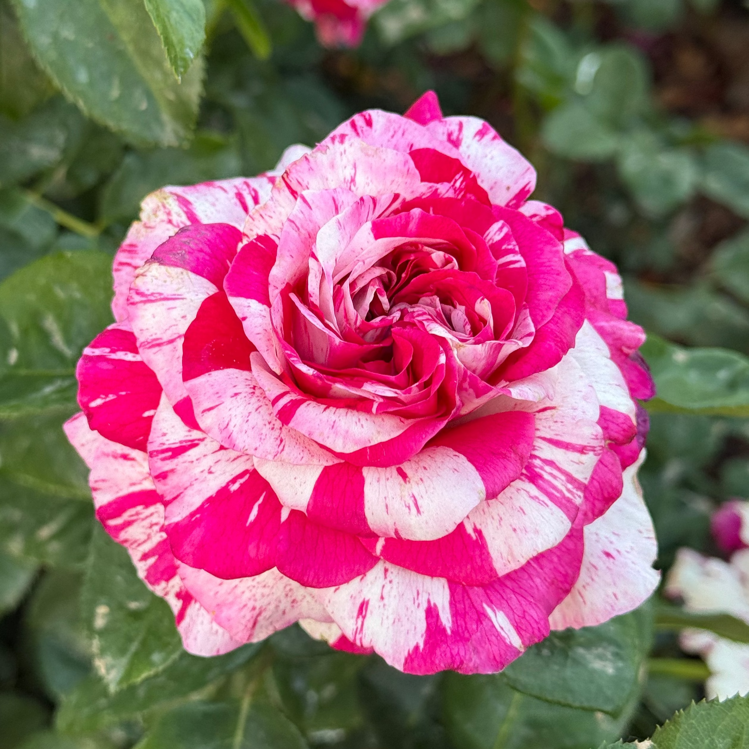 Neil Diamond Tree Potted Rose
