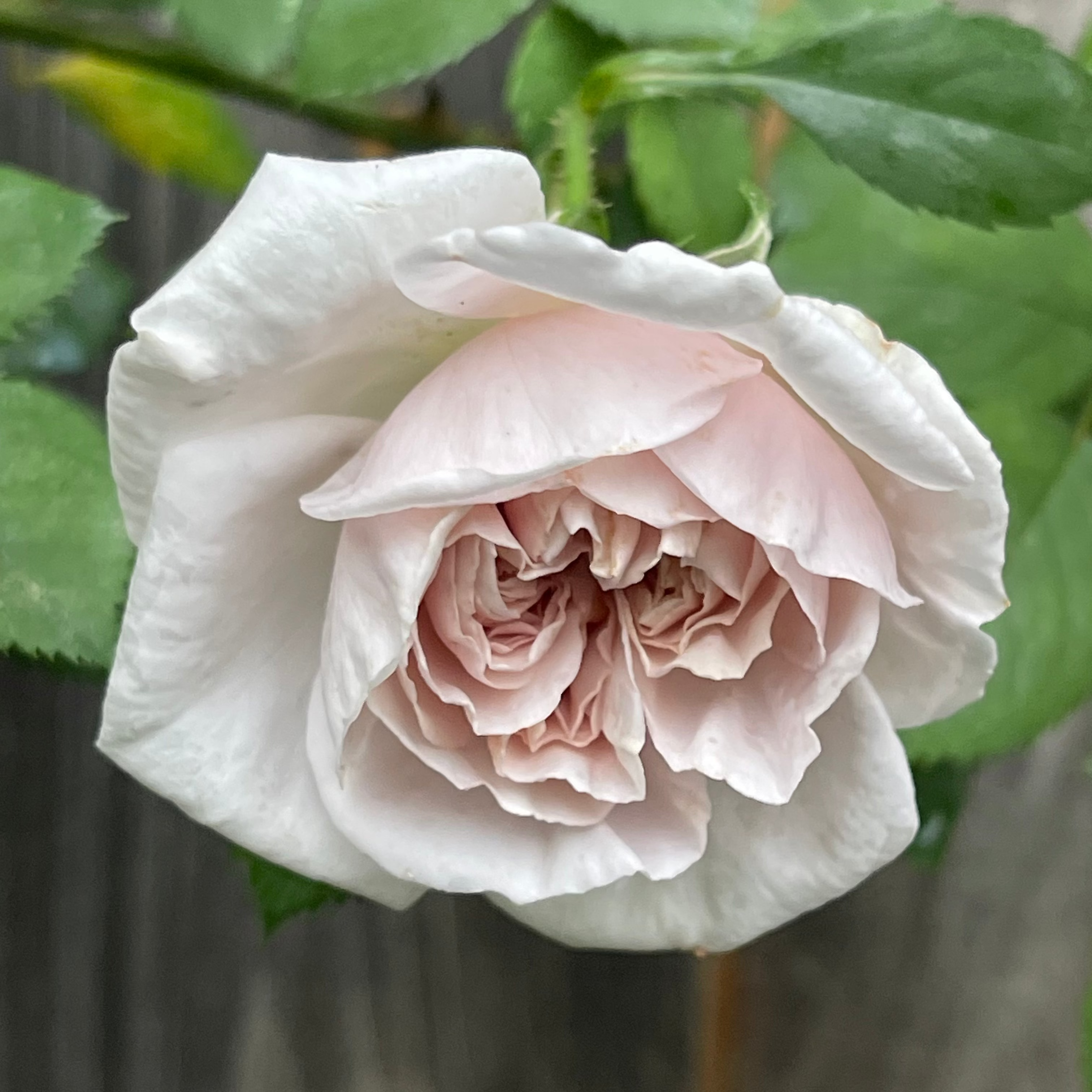 Ash Wednesday Potted Climbing Rose