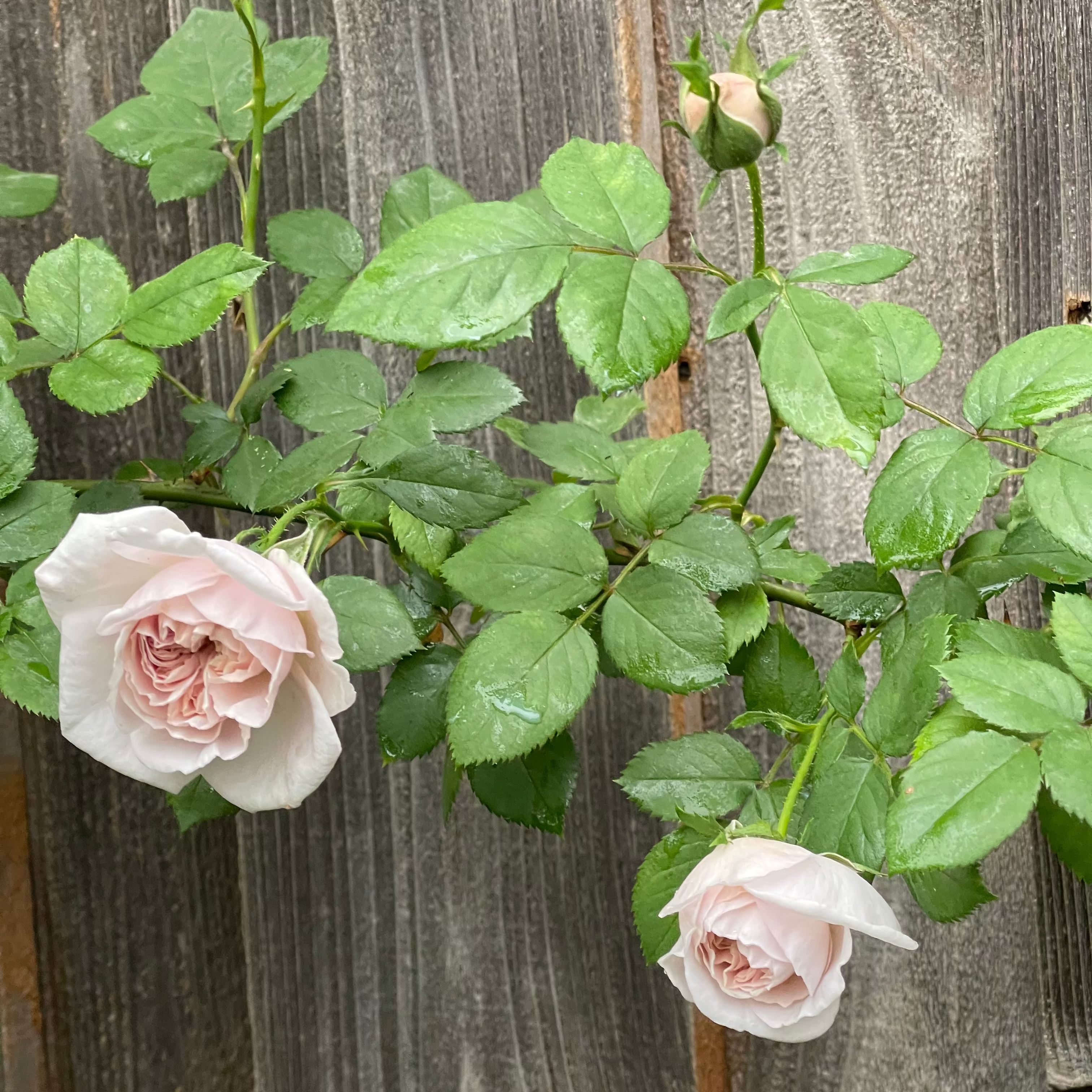 Ash Wednesday Potted Climbing Rose