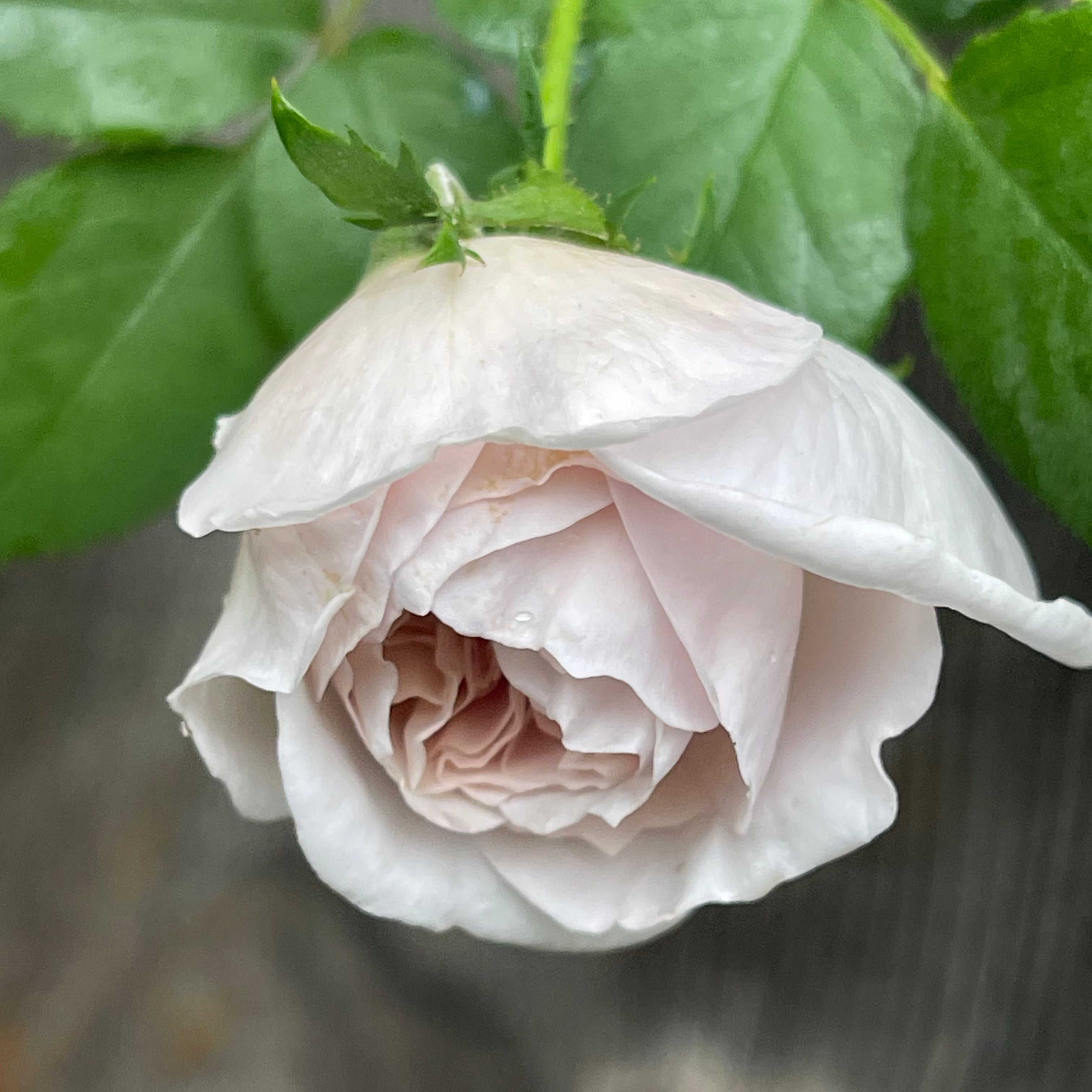 Ash Wednesday Potted Climbing Rose