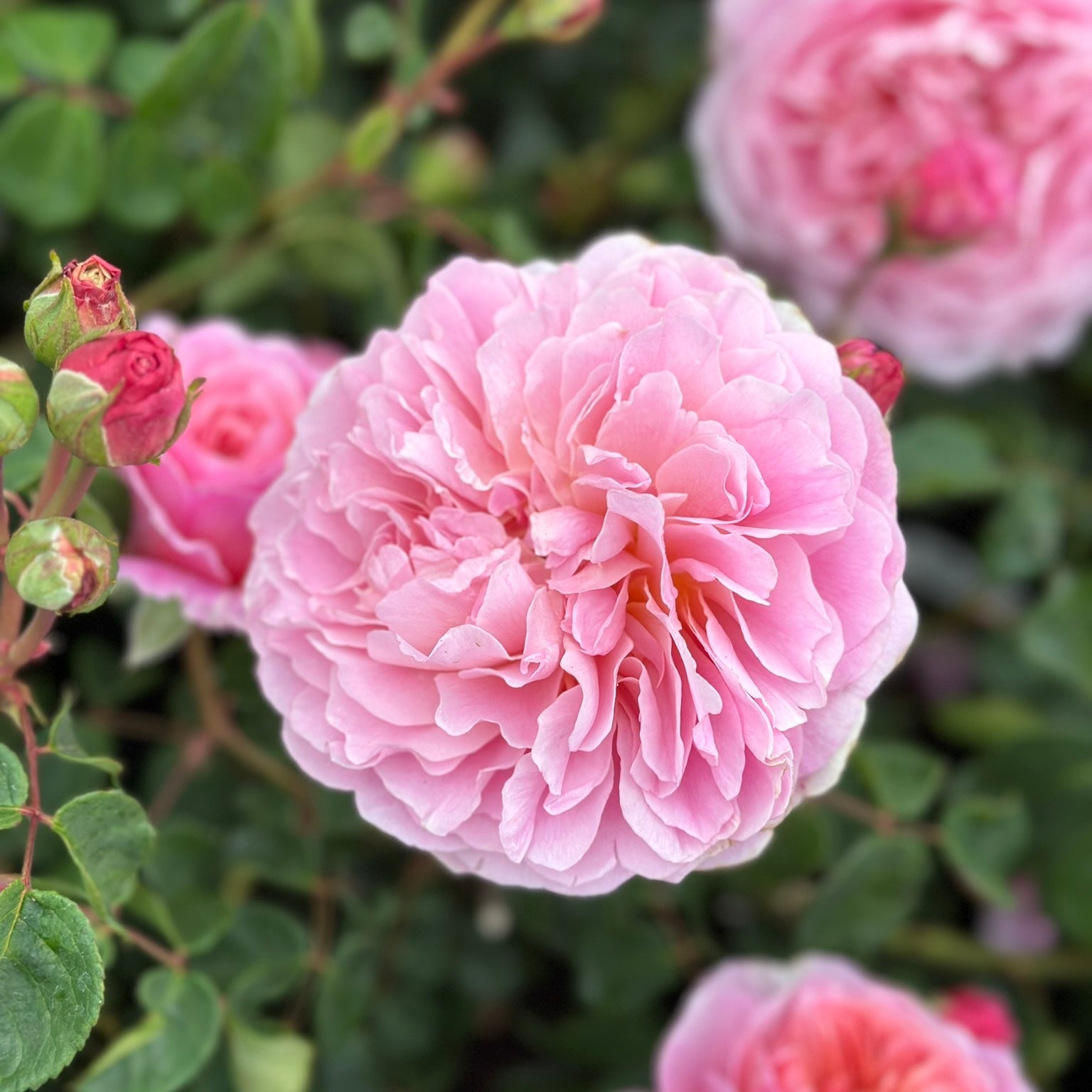 David Austin® Eustacia Vye® Potted Rose Bush