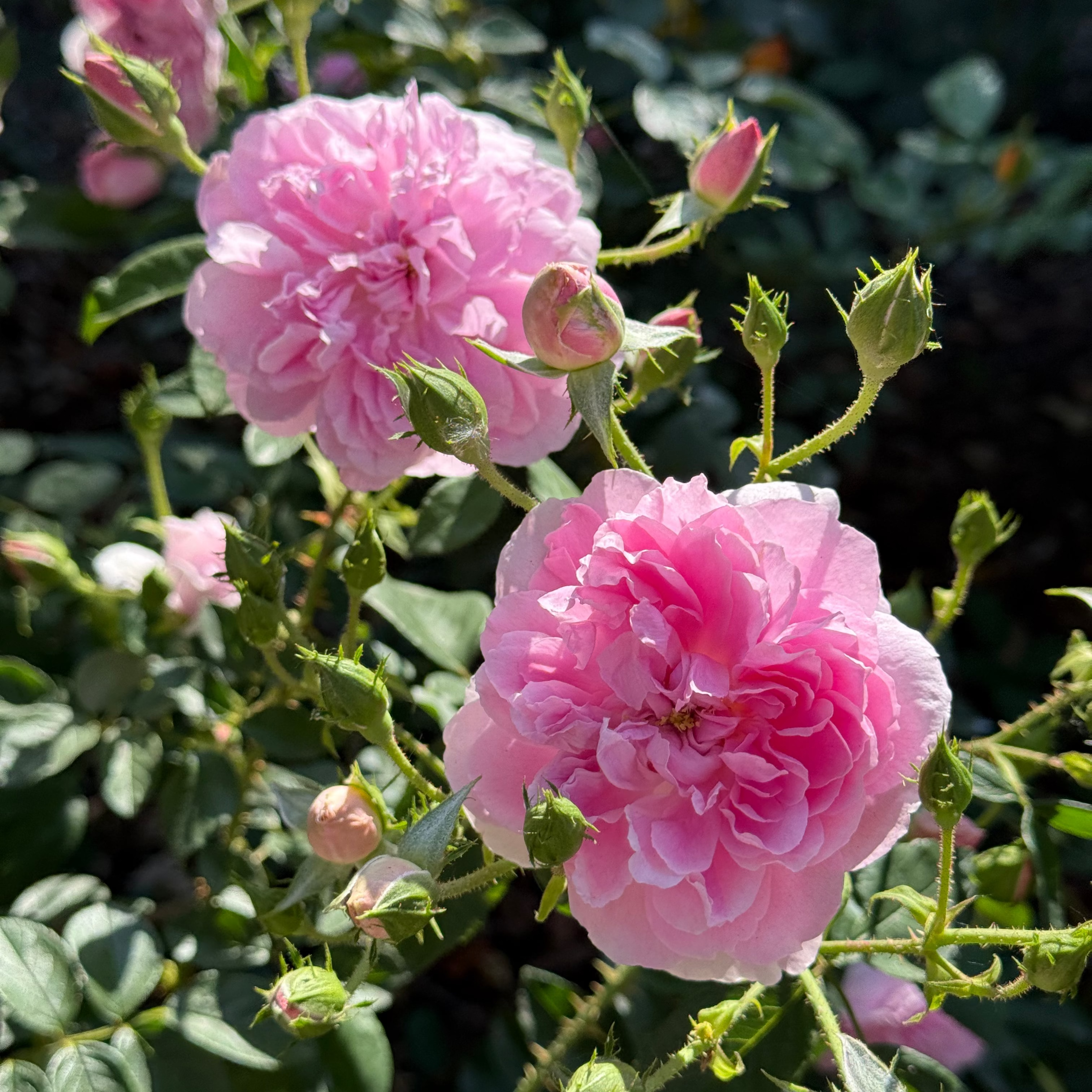 David Austin® Harlow Carr® Potted Rose Bush