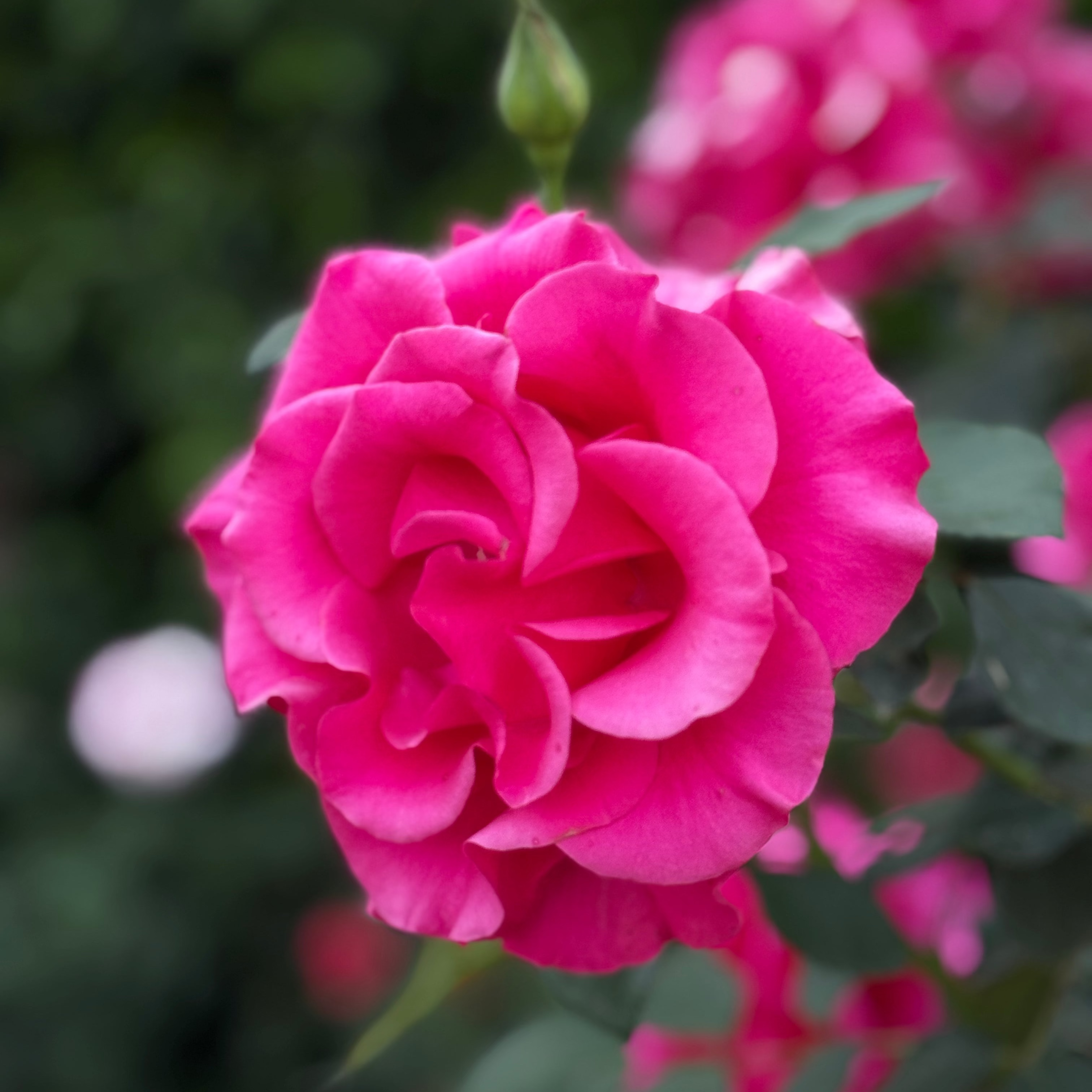 Fame!™ Potted Tree Rose
