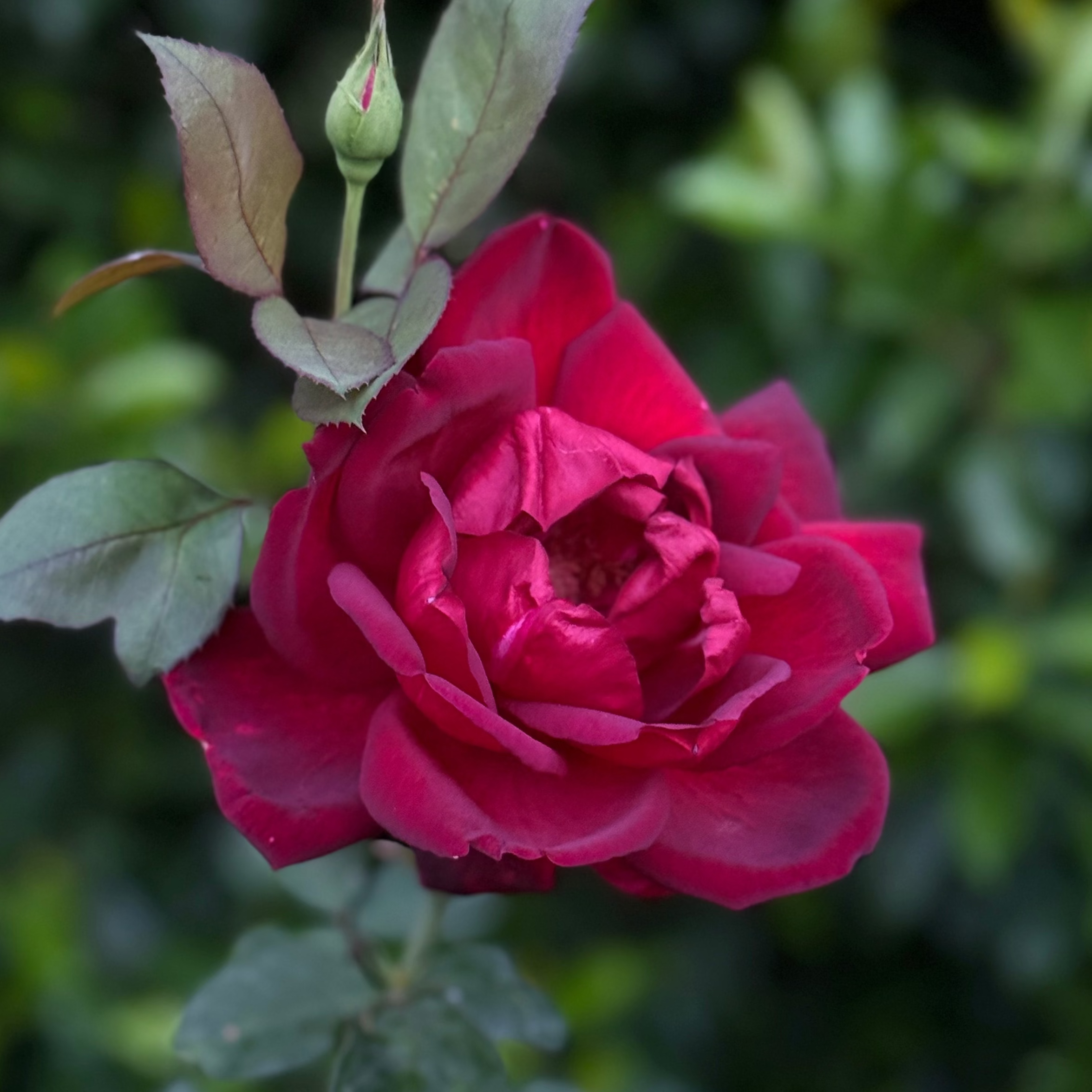 Oklahoma Potted Rose Bush