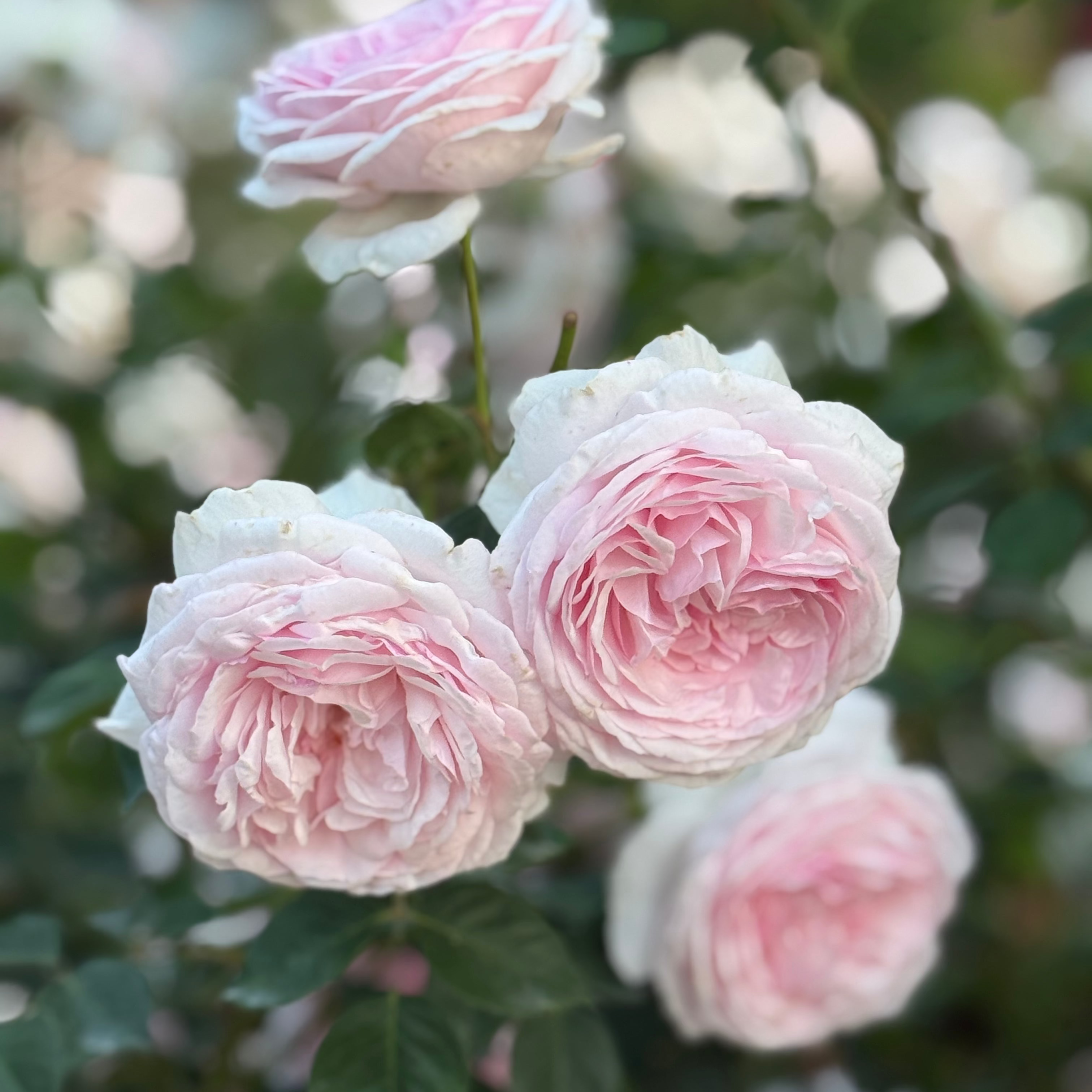 David Austin® Olivia Rose Austin™ Potted Tree Rose