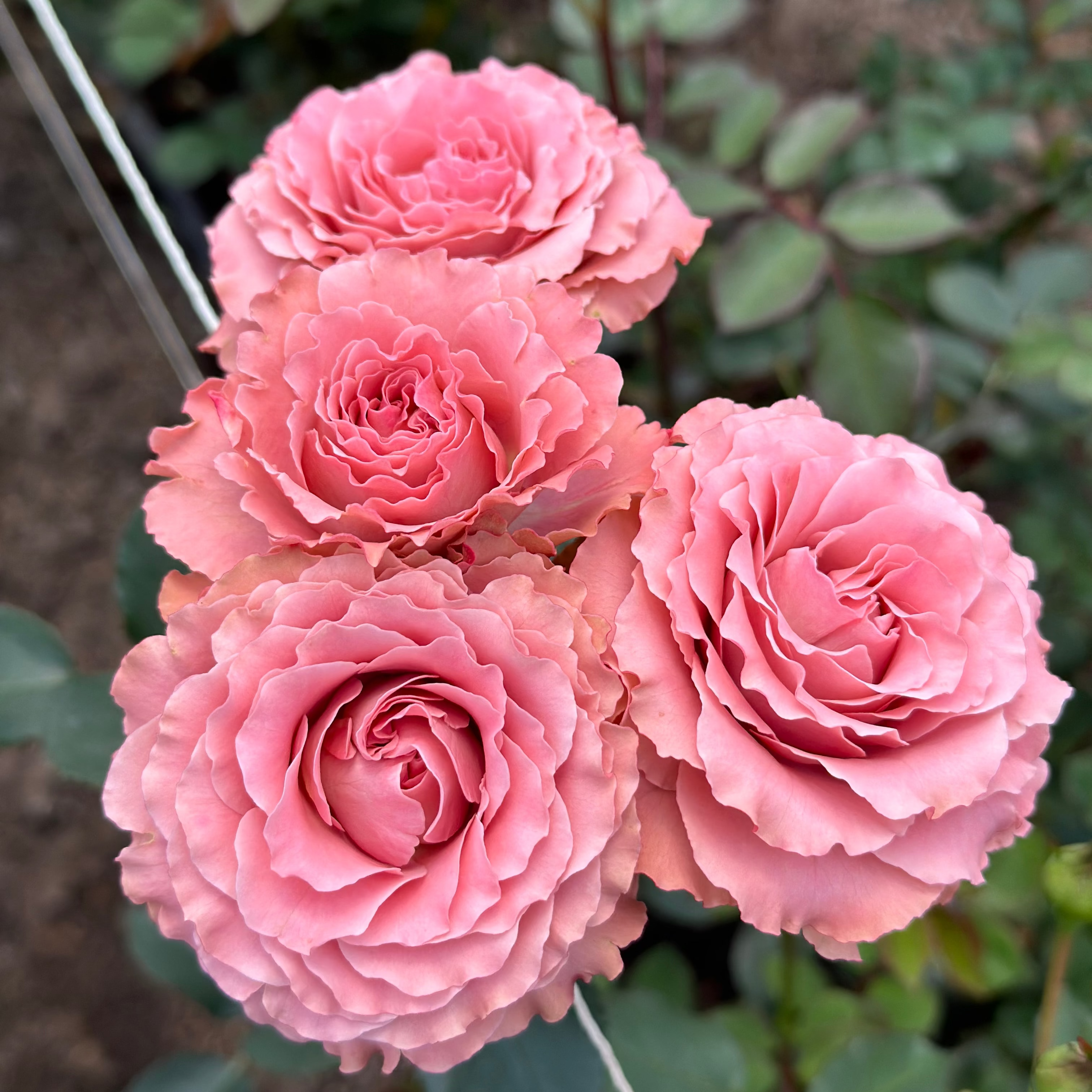 The Rose Immersion - A Colombian Floral Retreat at the World's Finest Rose Farm (Deposit)