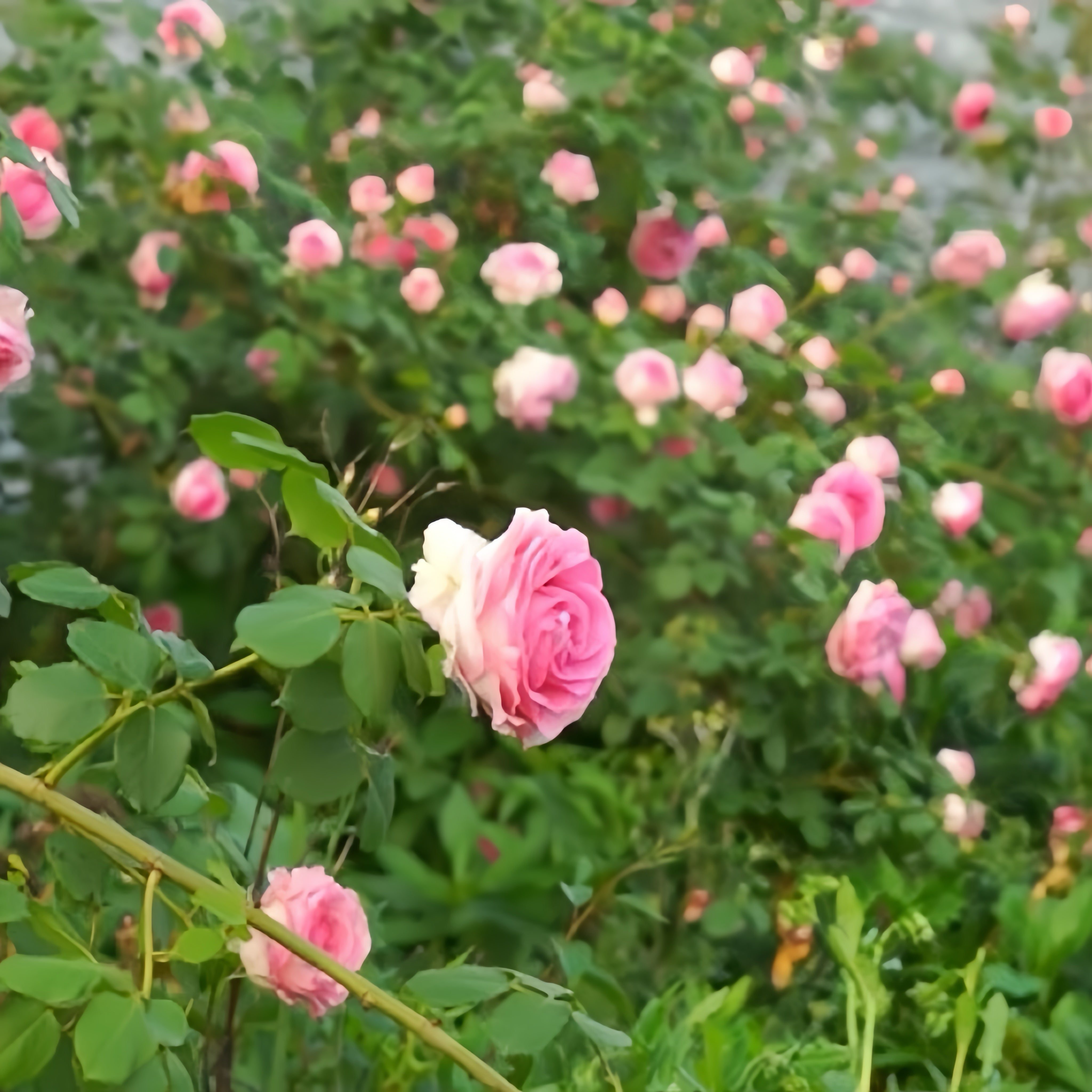 Silk Garment™ Climbing Potted Rose