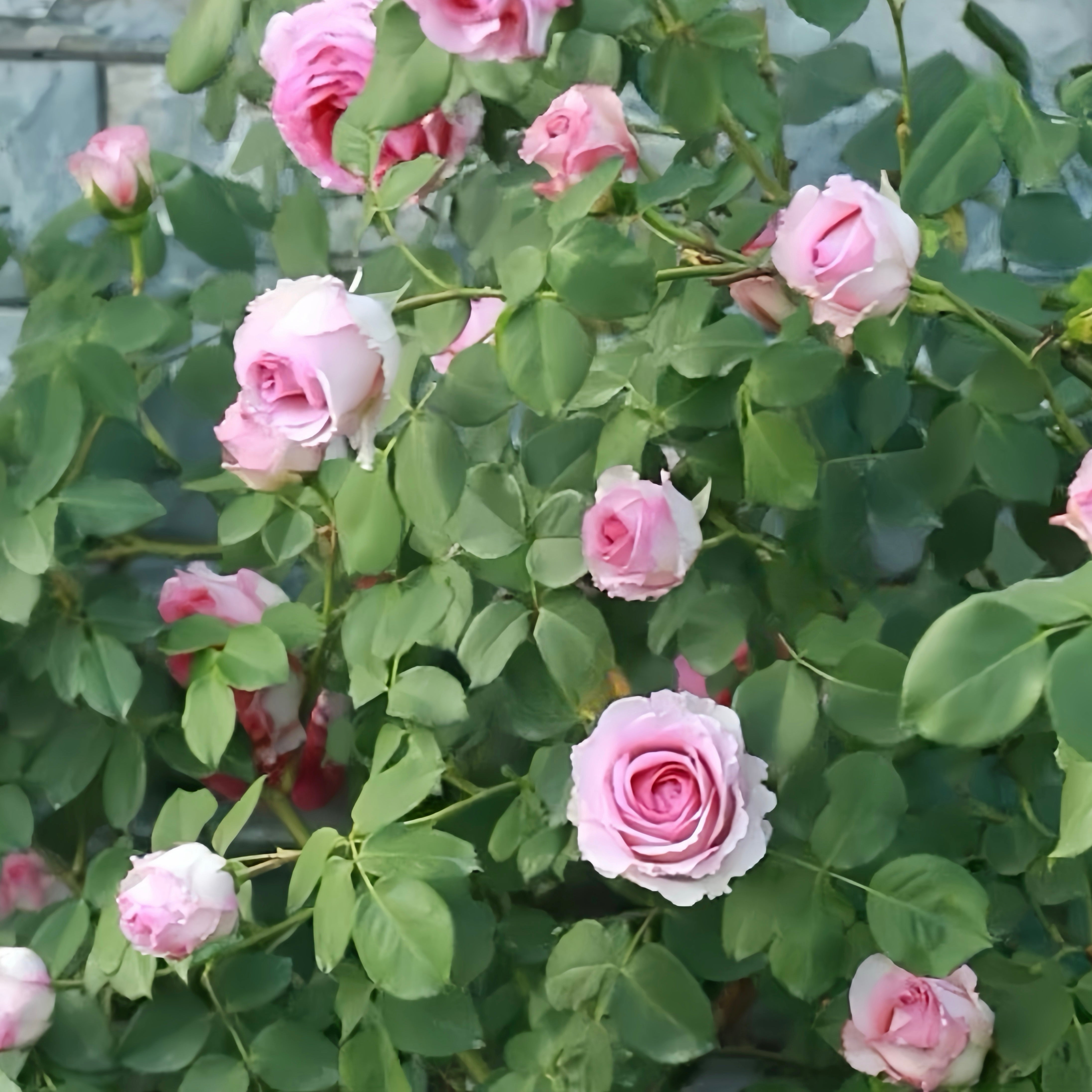 Silk Garment™ Climbing Potted Rose