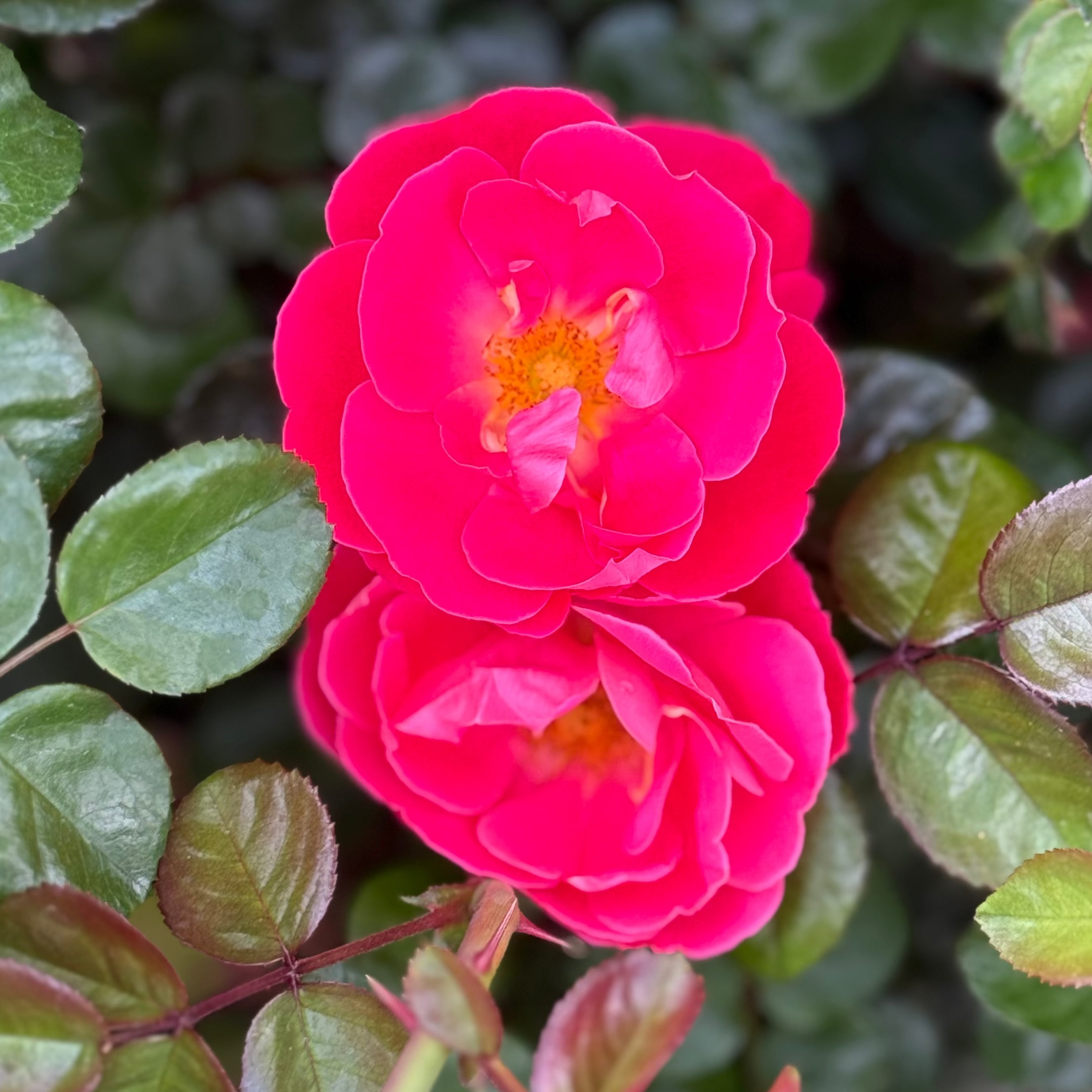 Brick House® Pink Potted Rose Bush