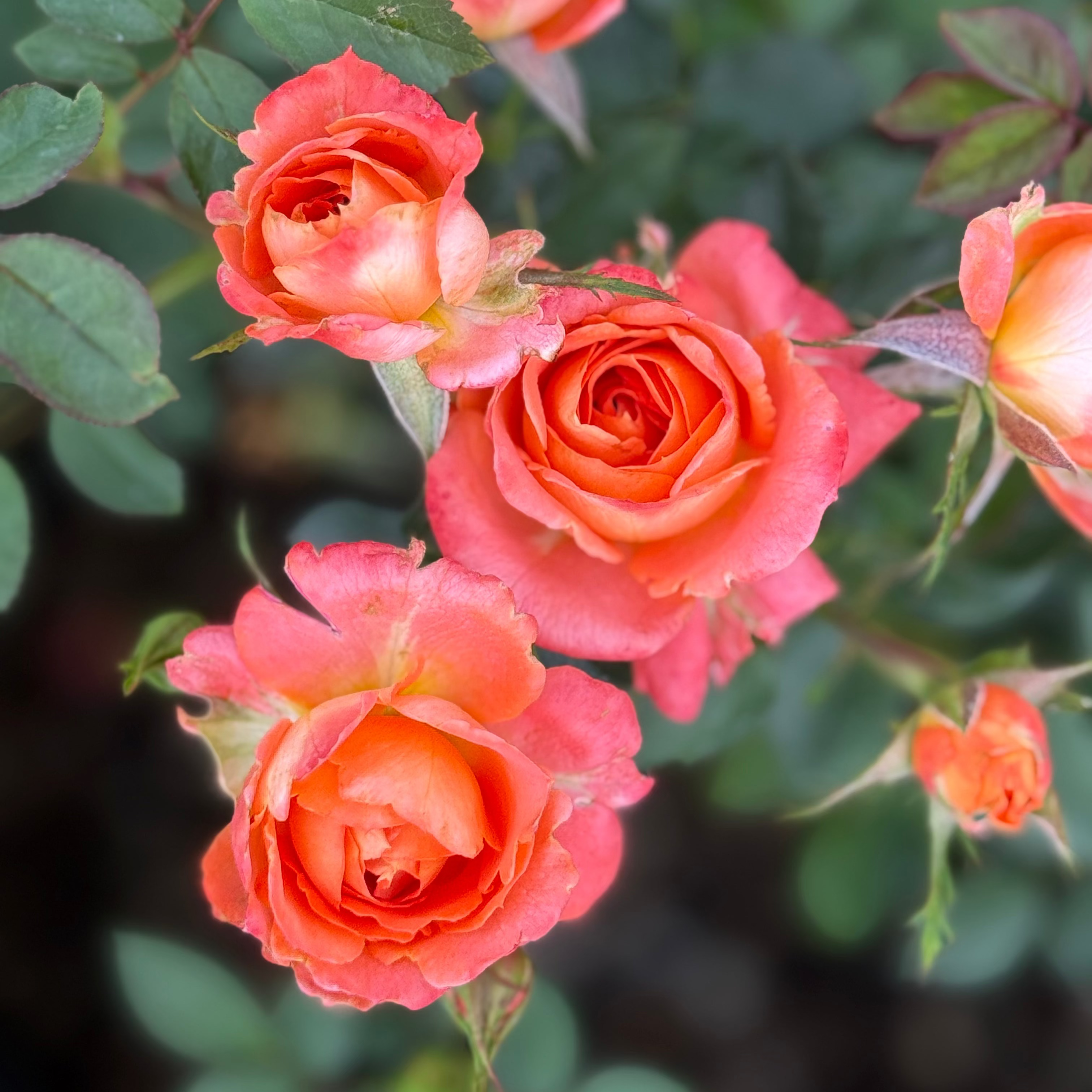 Close-up of pink roses with green leaves on a blurred background