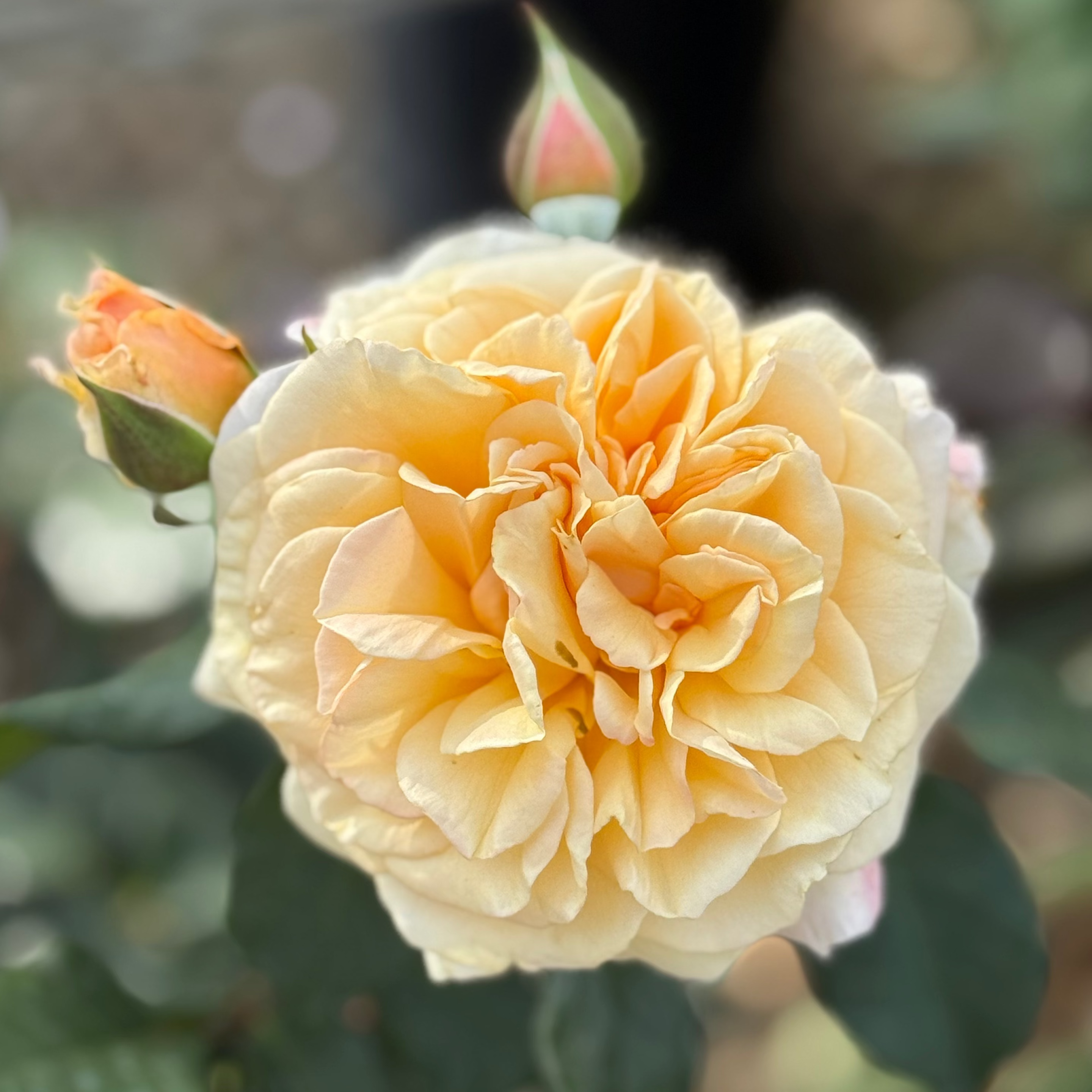 Morning Glow™ Potted Rose Bush