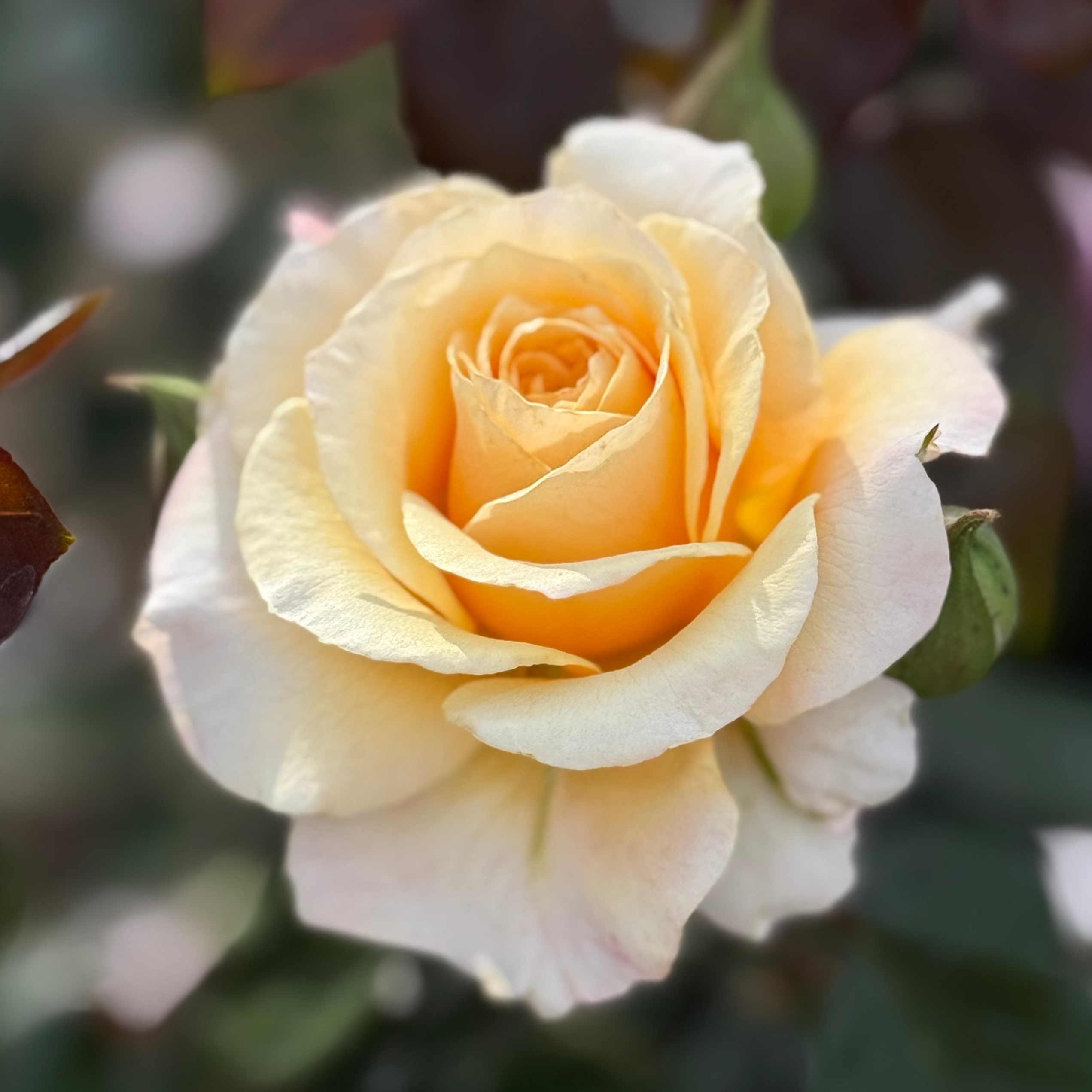 Morning Glow™ Potted Rose Bush