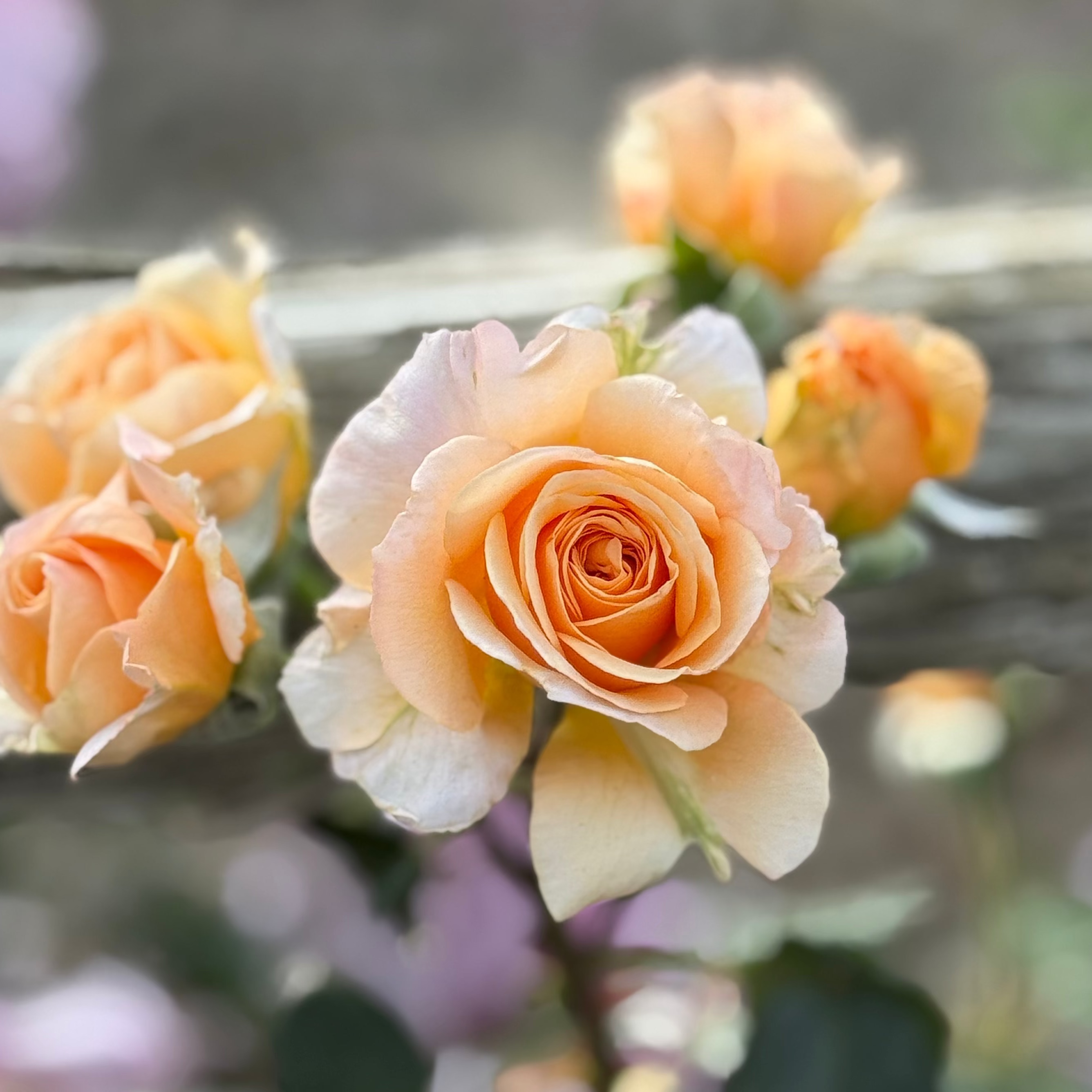 Morning Glow™ Potted Rose Bush