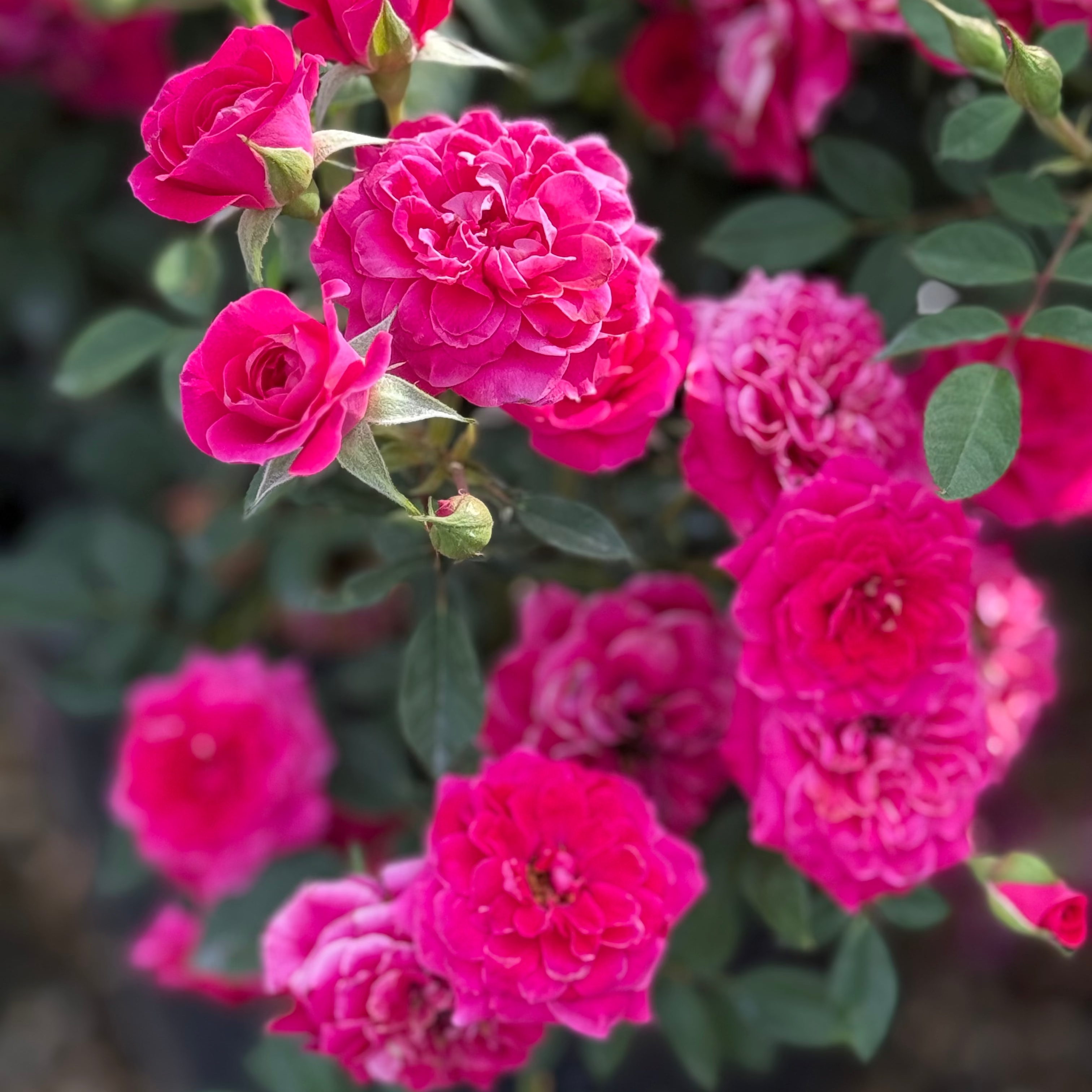 Sunblaze® Dragon Fruit Potted Rose Bush