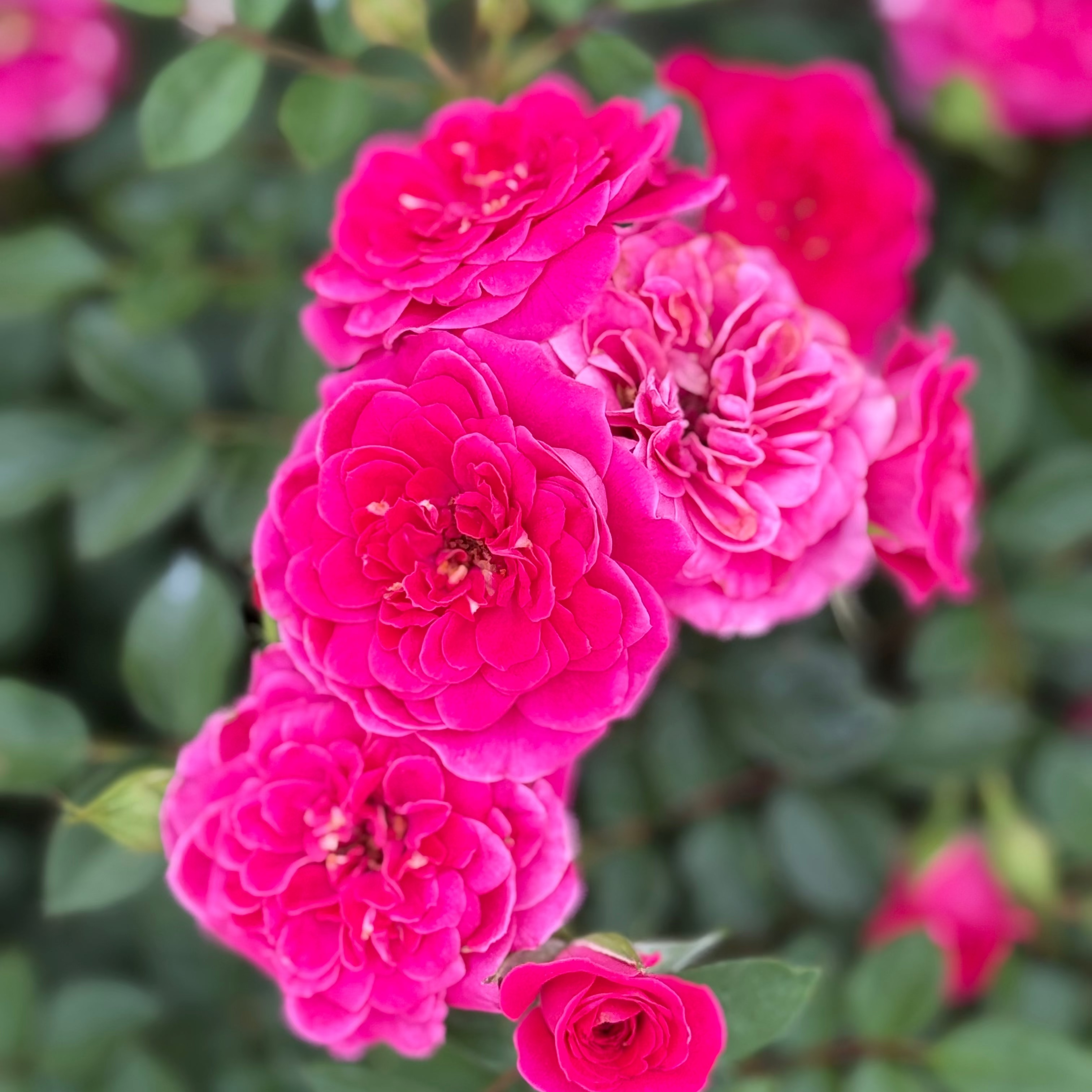Sunblaze® Dragon Fruit Potted Rose Bush
