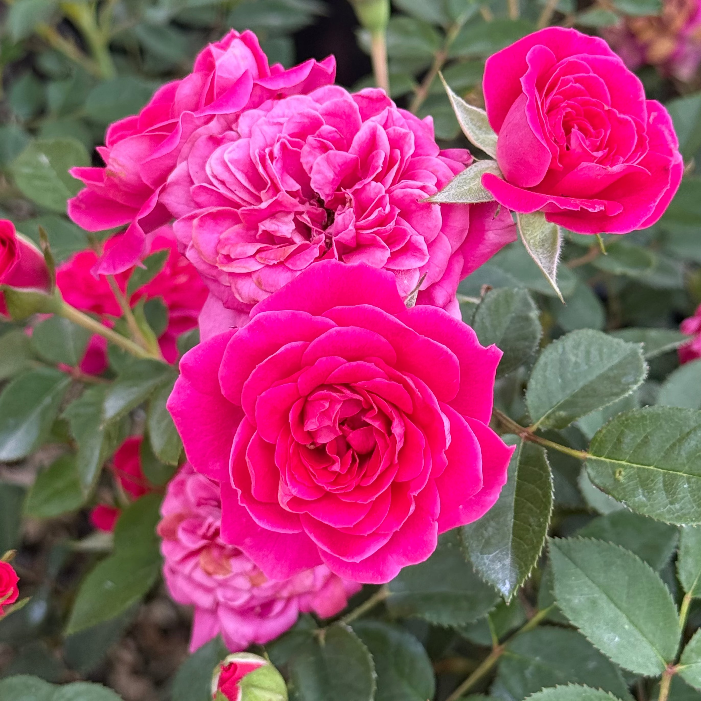 Sunblaze® Dragon Fruit Potted Rose Bush