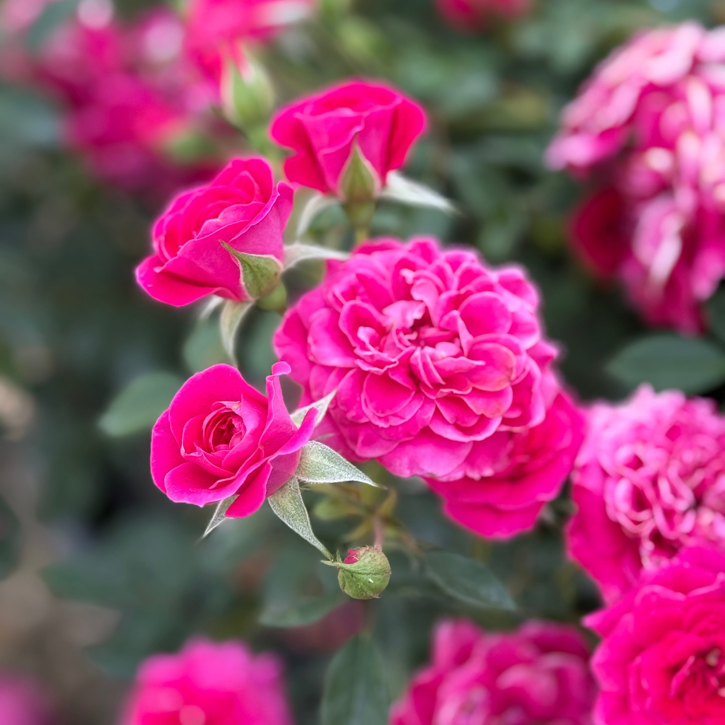 Sunblaze® Dragon Fruit Potted Rose Bush