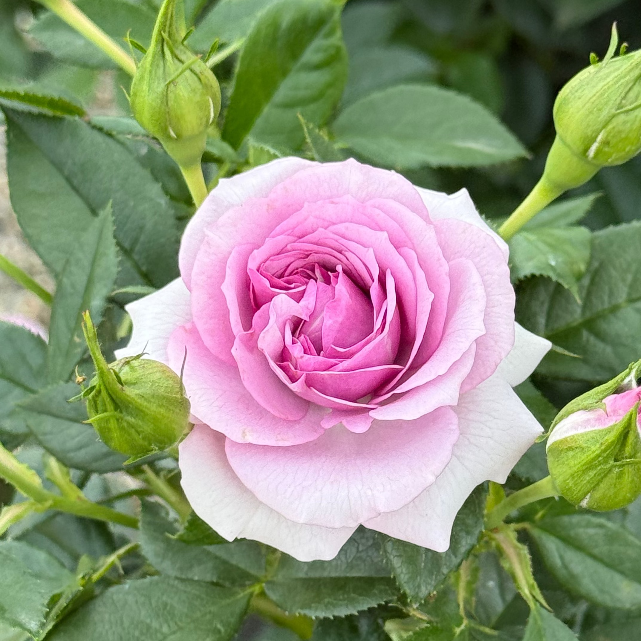 Veranda® Lavender Potted Rose Bush