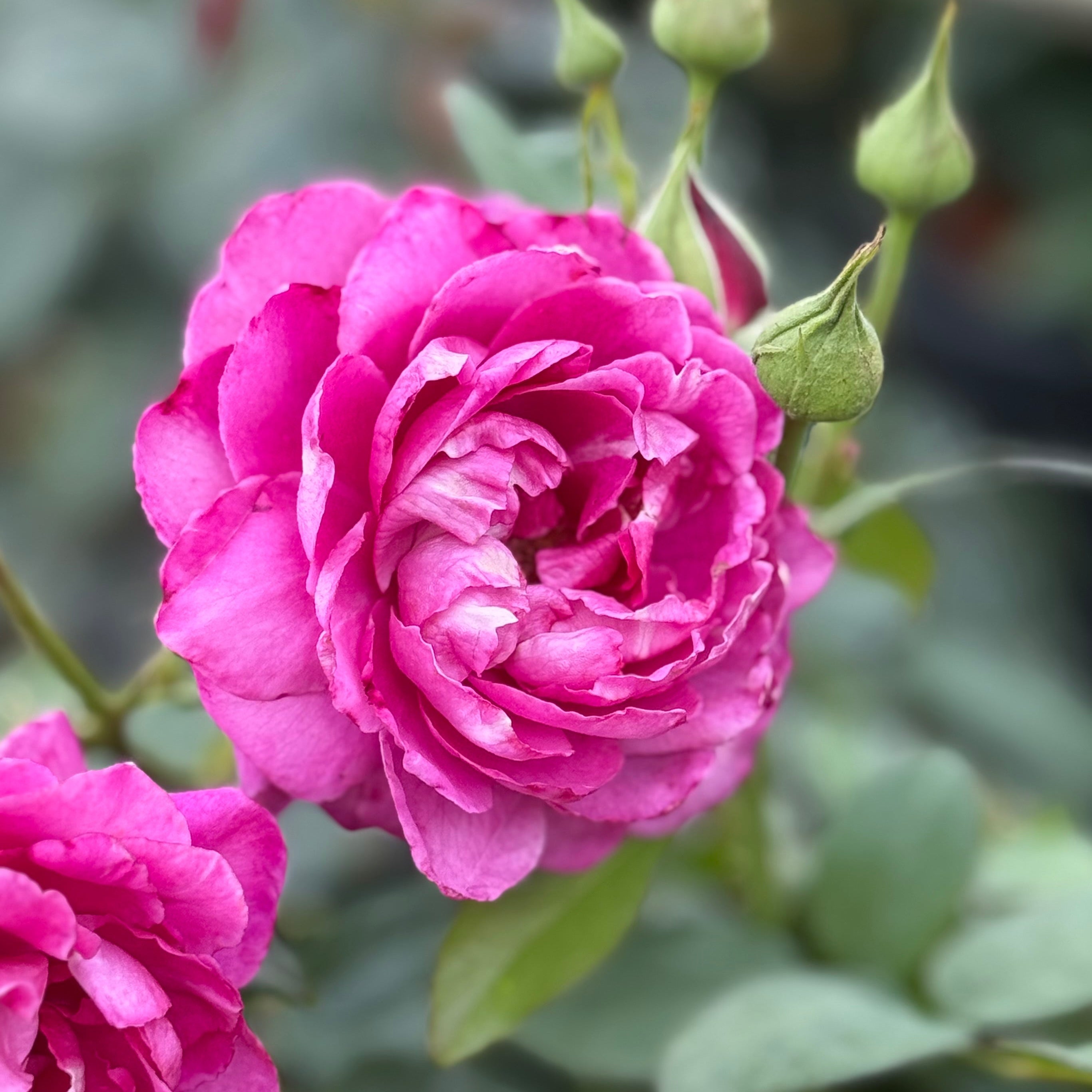 Intrigue Bare Root Tree Rose