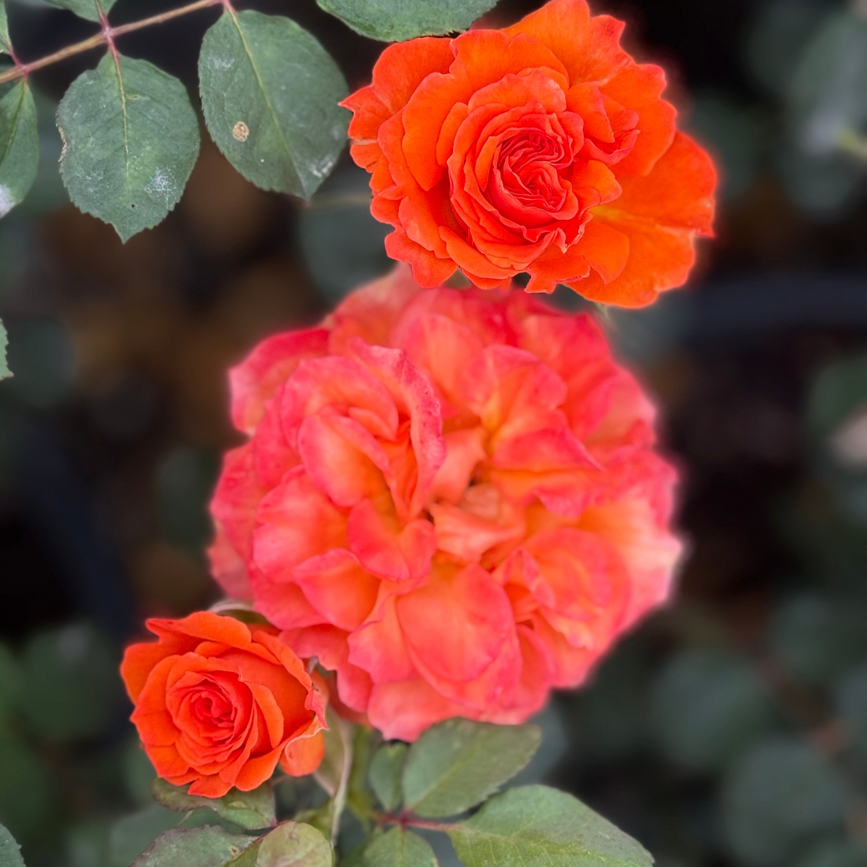Gingersnap Potted Rose Bush