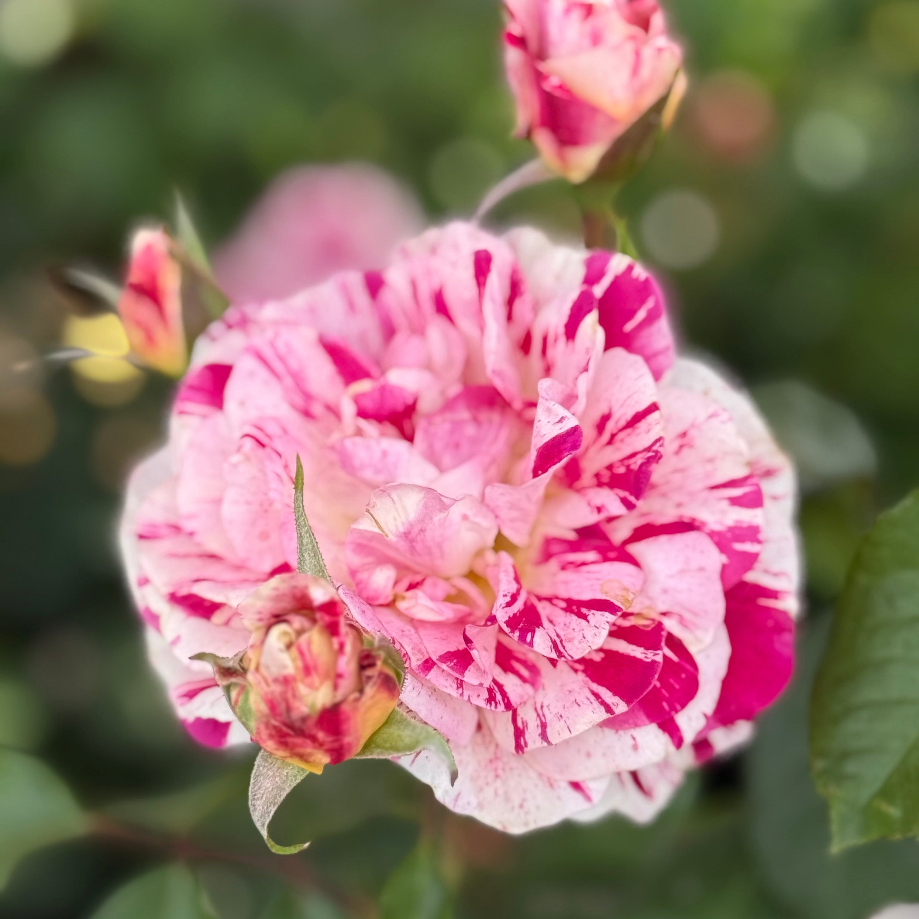 George Burns Potted Rose Bush