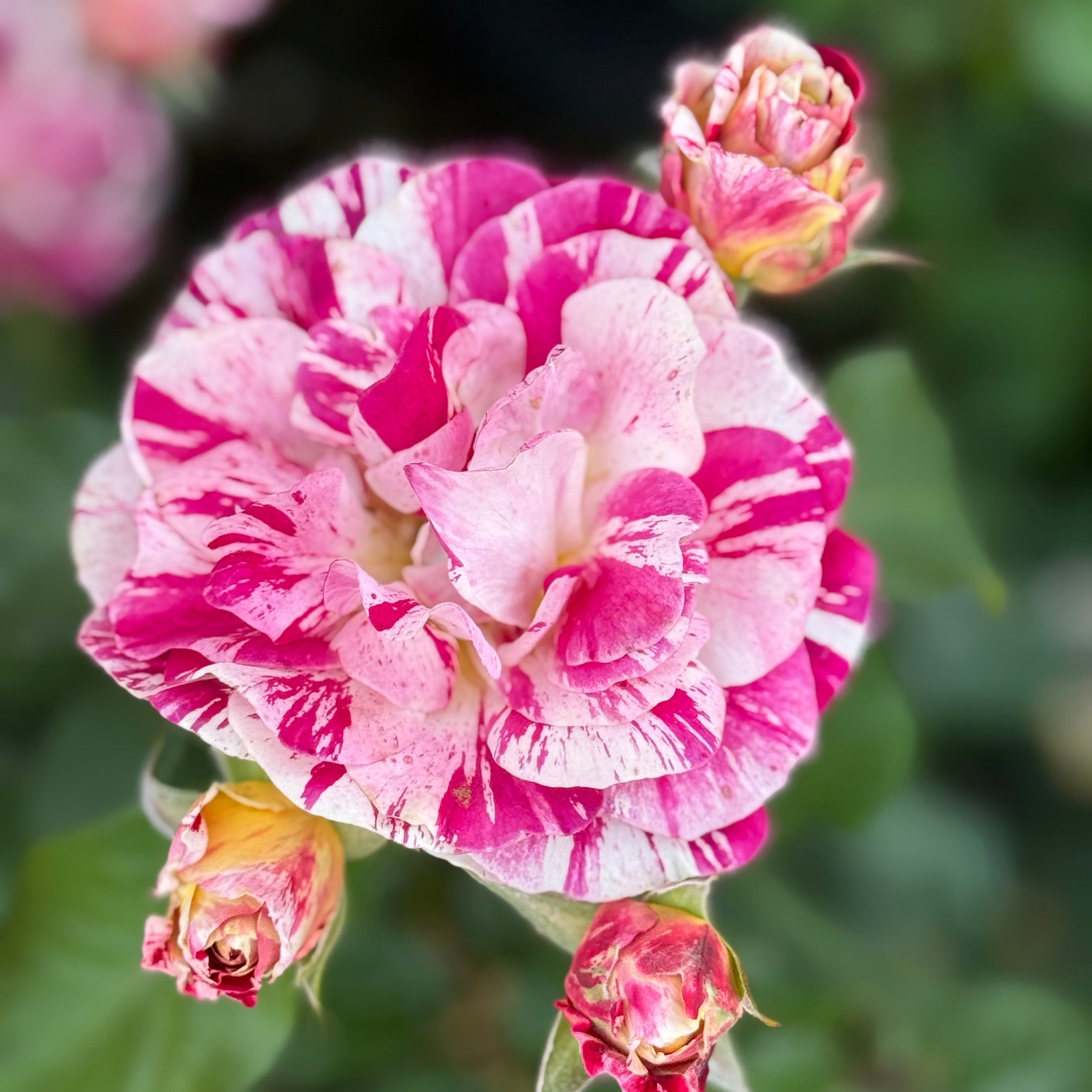 George Burns Potted Rose Bush