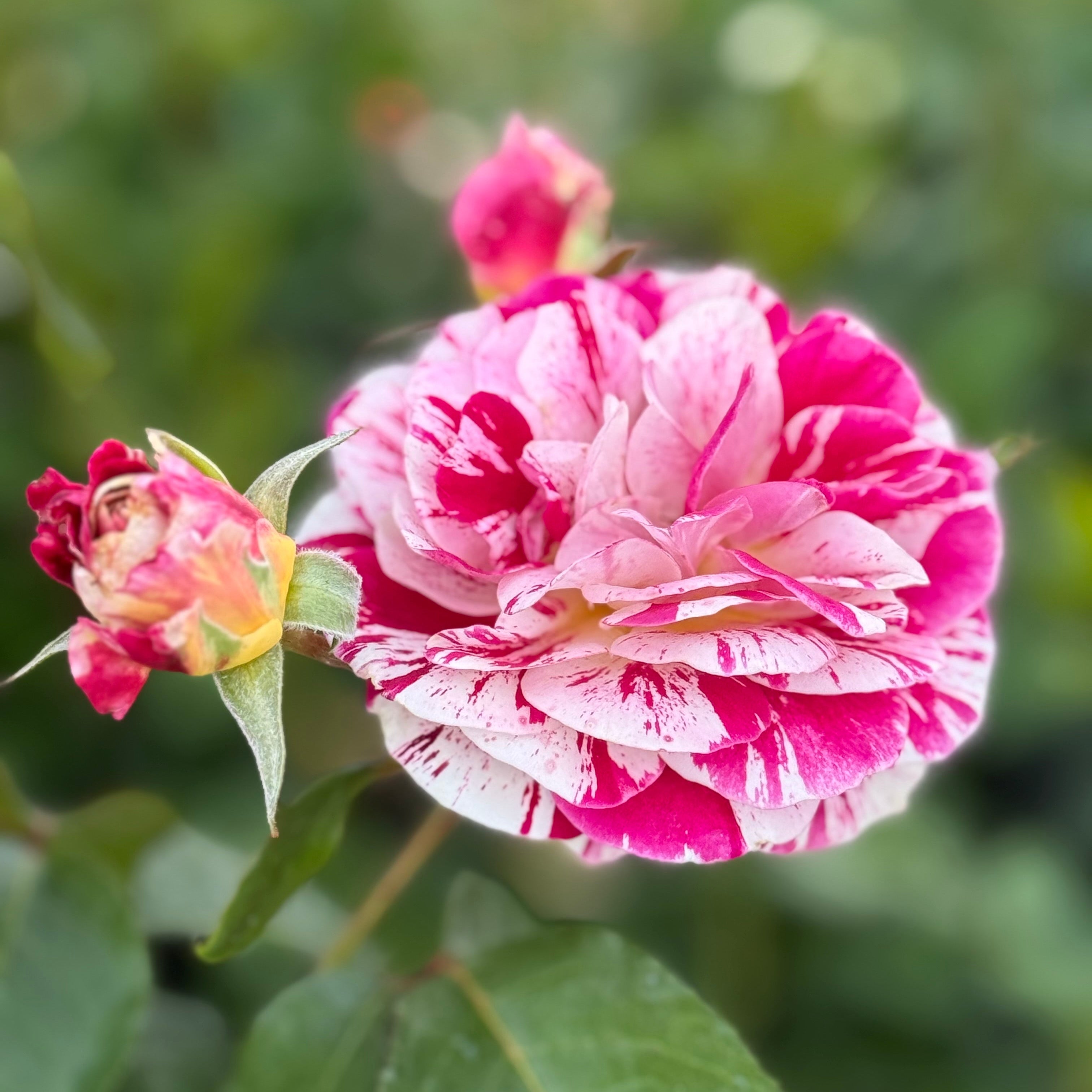 George Burns Potted Rose Bush