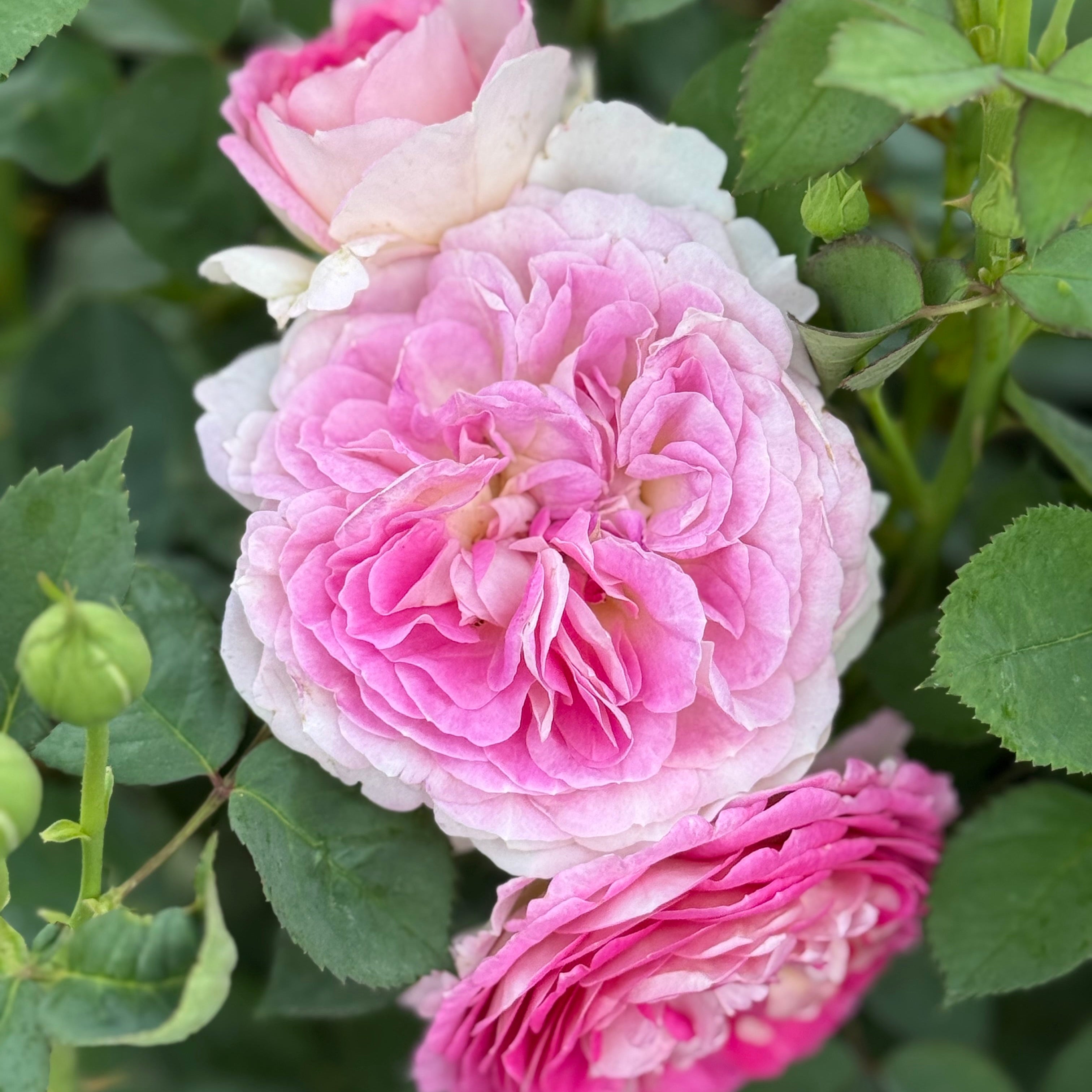 Fashion Forward™ Potted Rose Bush