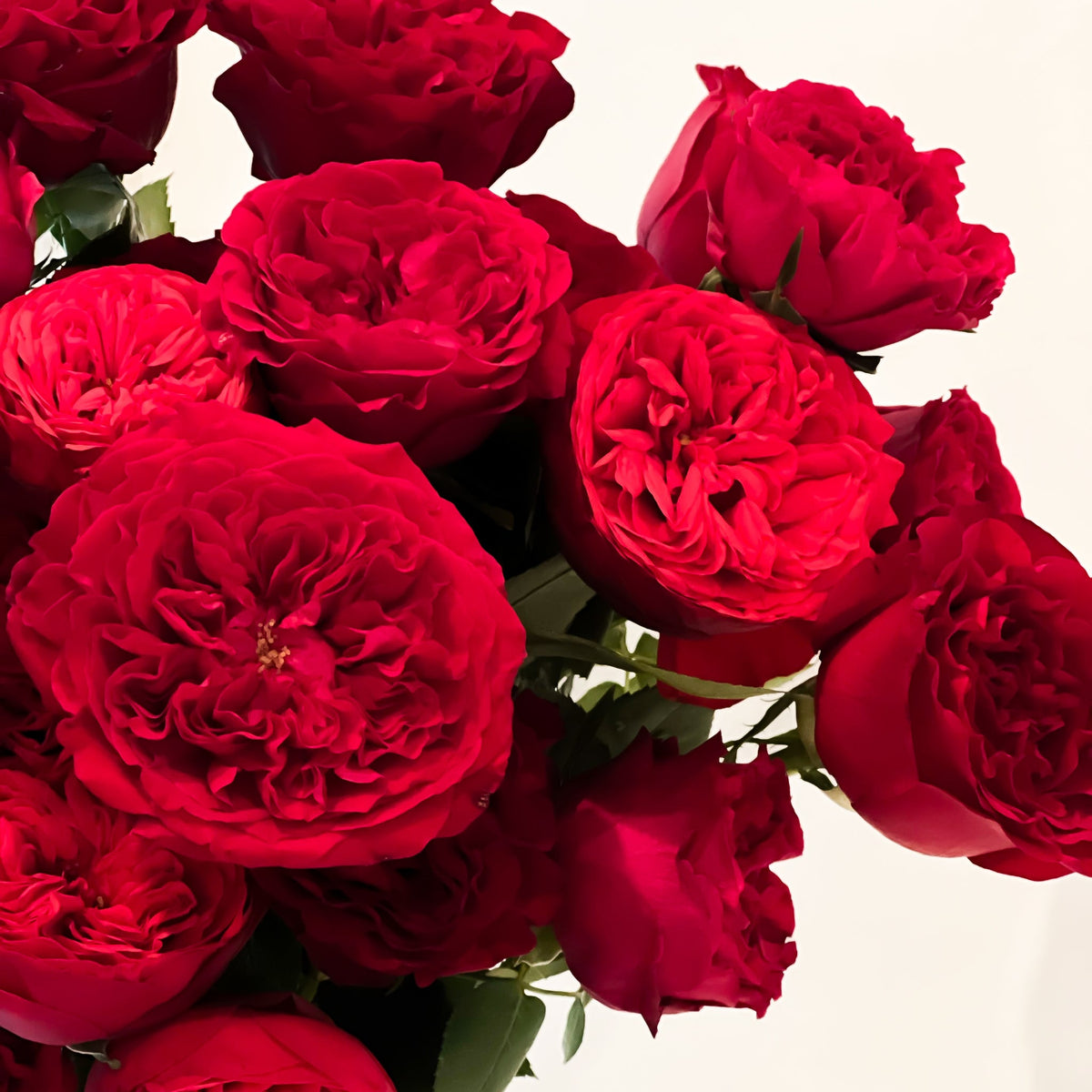 Valentine's Day Red Garden Roses