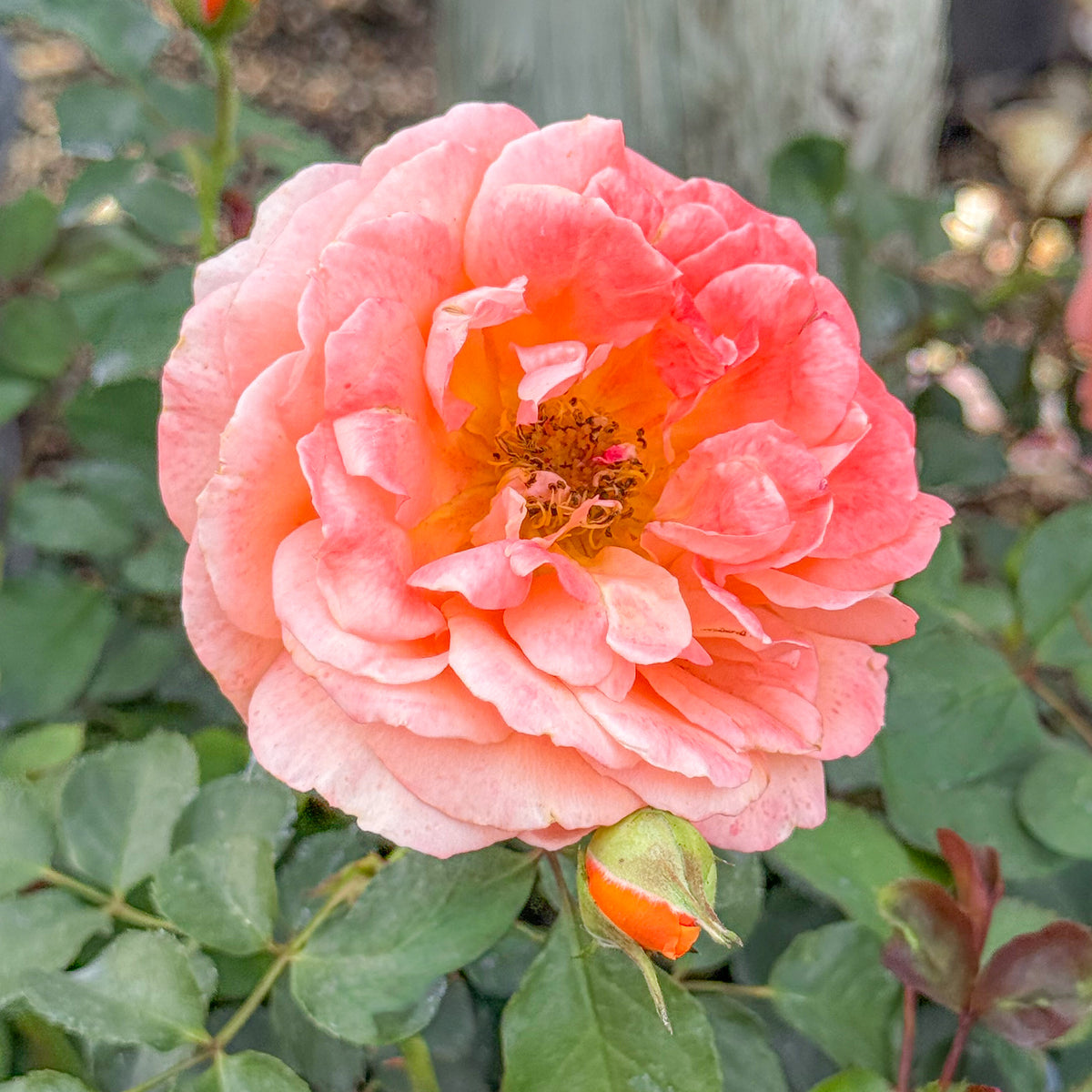 Adobe Sunrise™ Bare Root Rose Bush