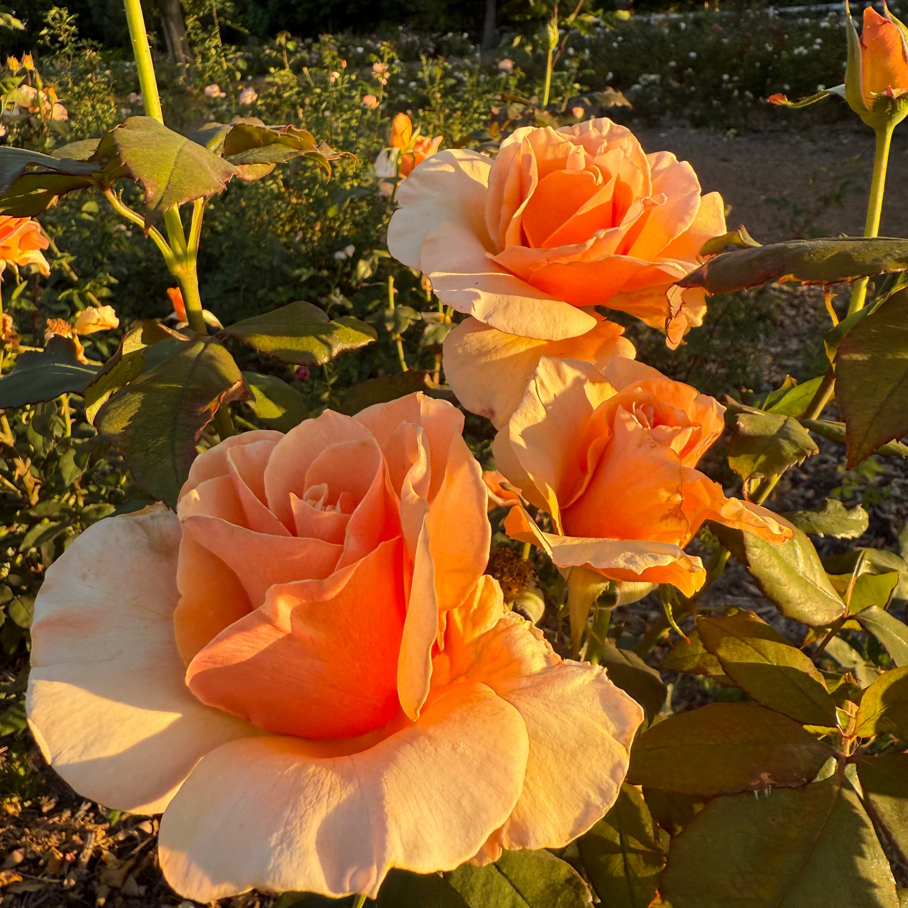 Just Joey Bare Root Rose Bush