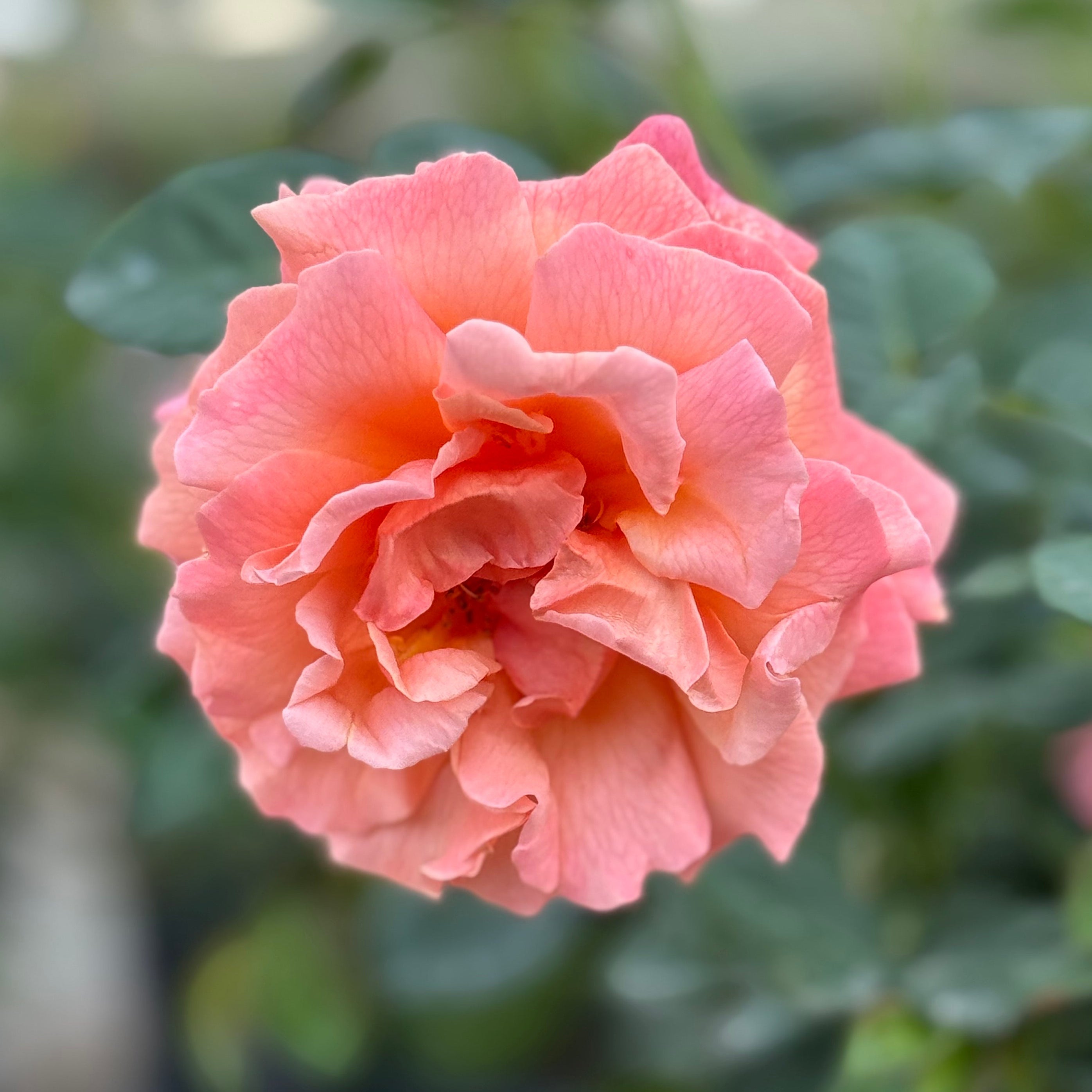 Easy Does It® Potted Tree Rose